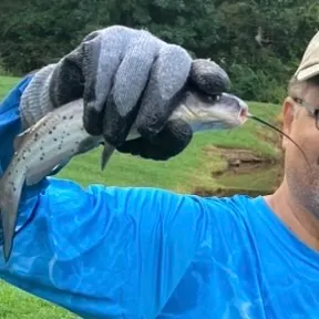 Channel catfish caught on Fishbrain