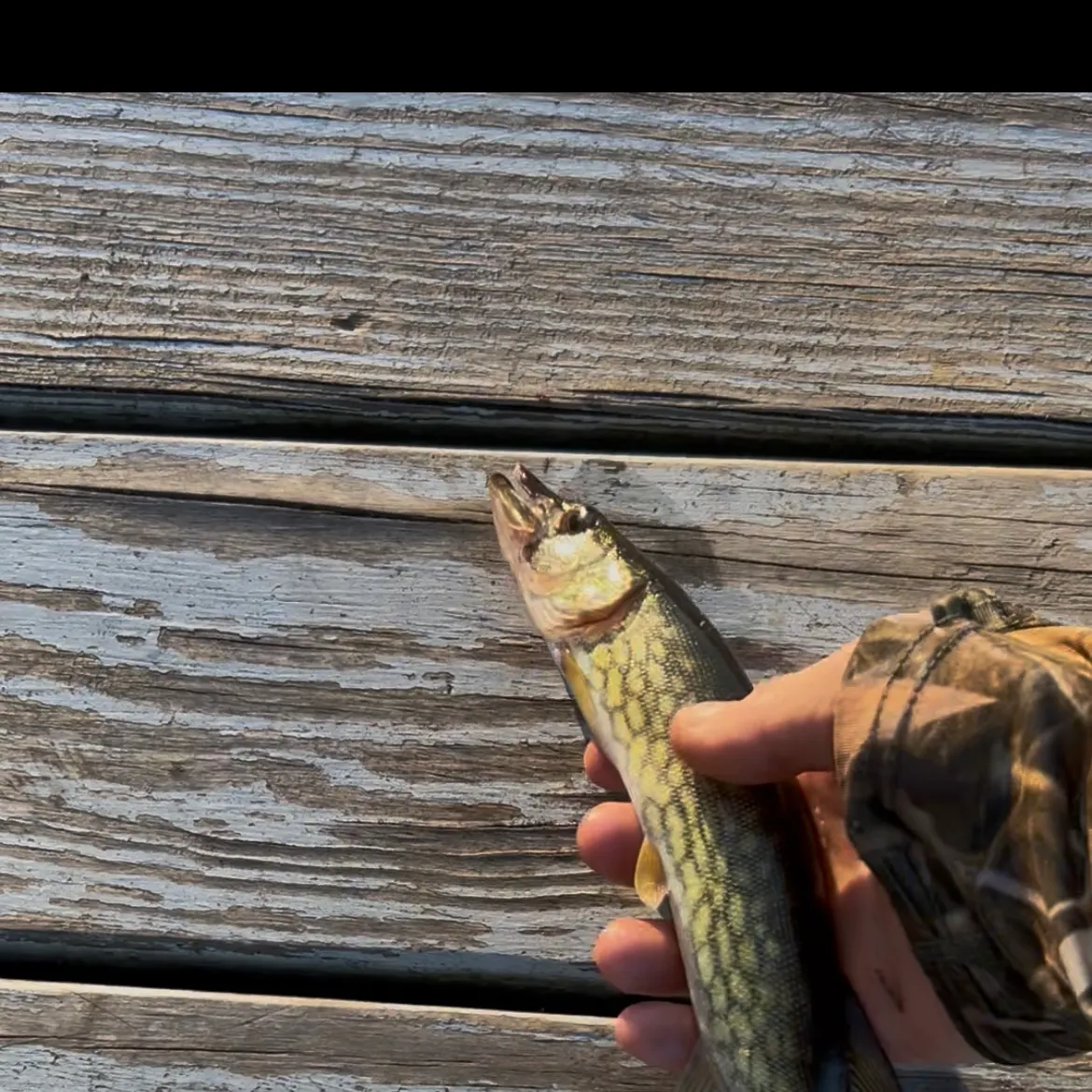 Chain pickerel caught on Fishbrain