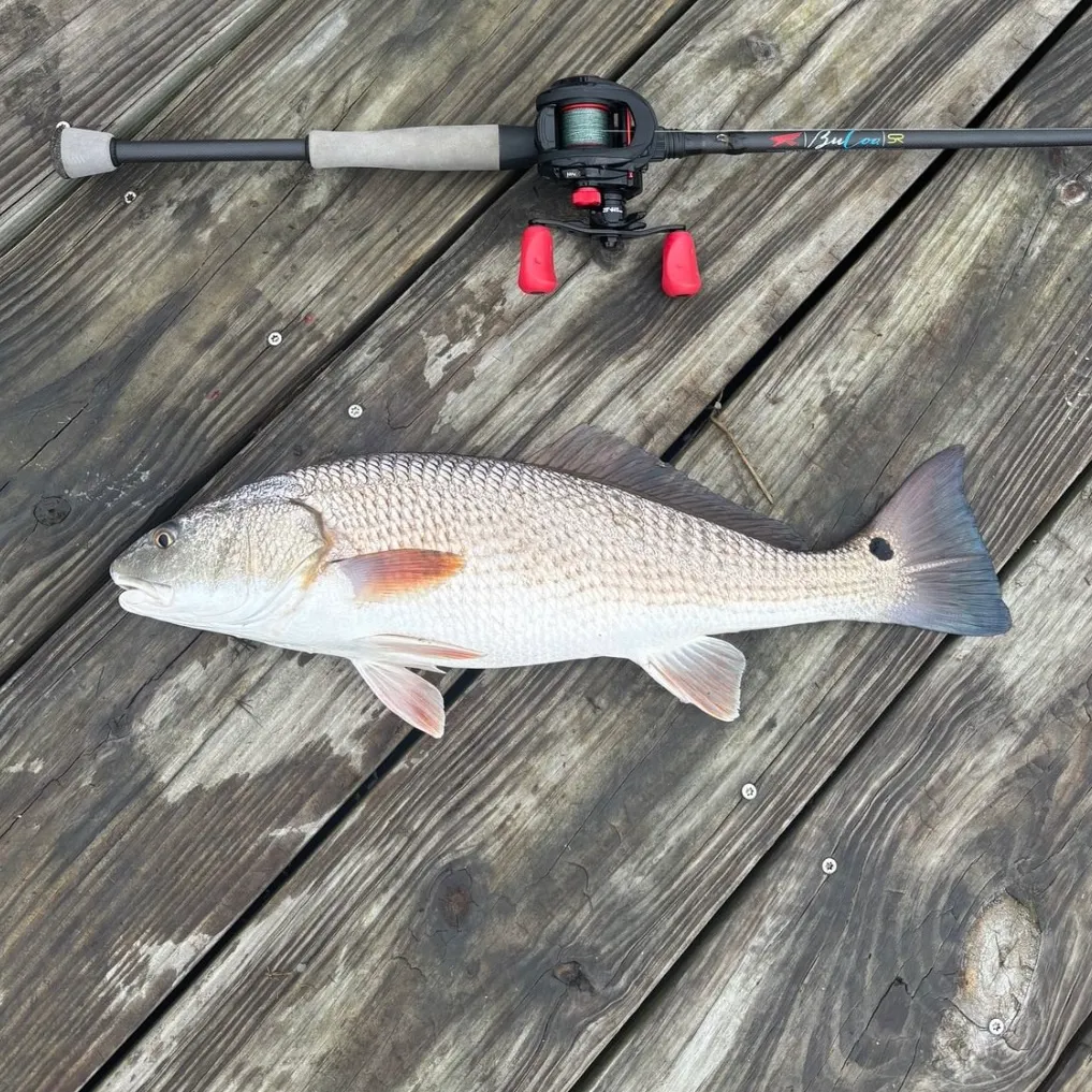 Red drum caught on Fishbrain