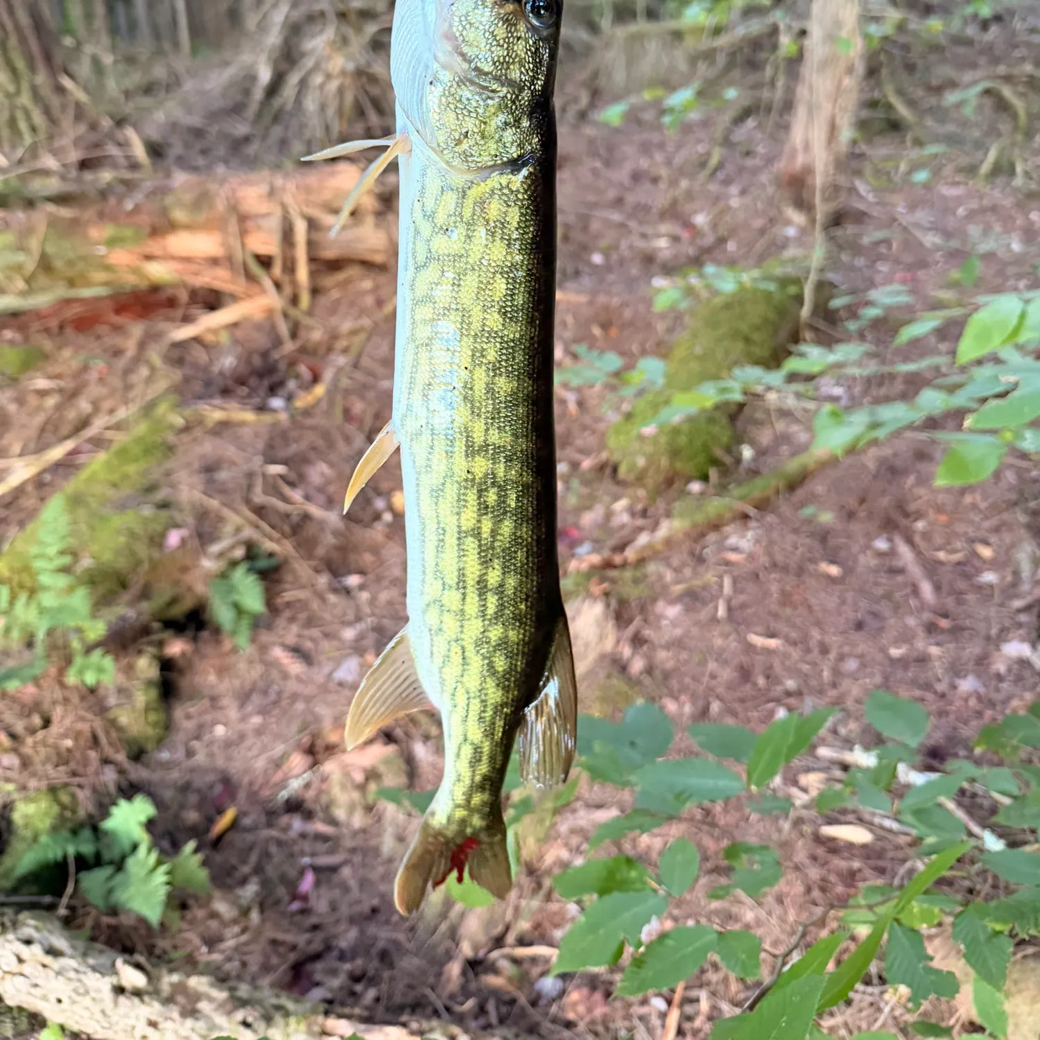 Chain pickerel caught on Fishbrain