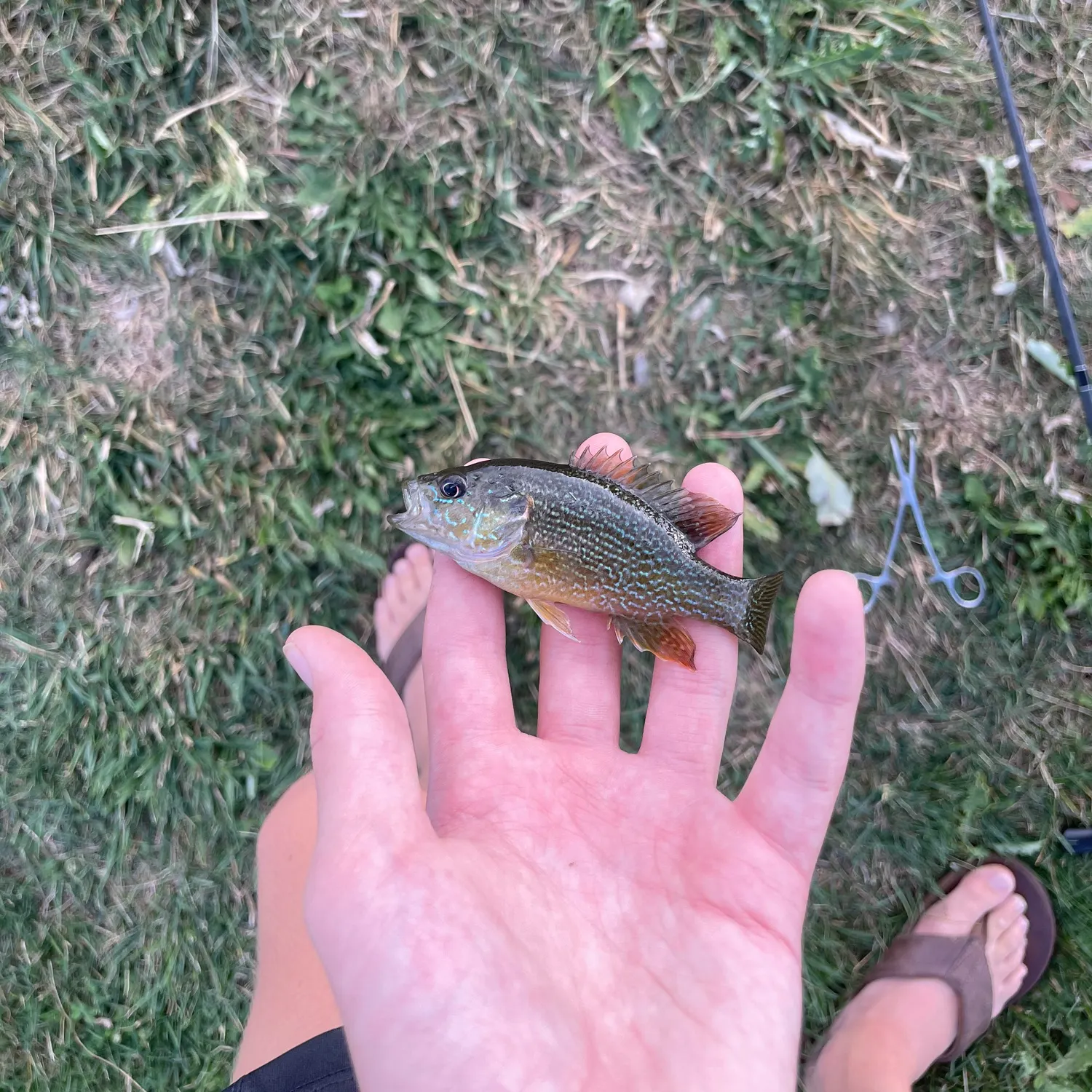 Green sunfish caught on Fishbrain