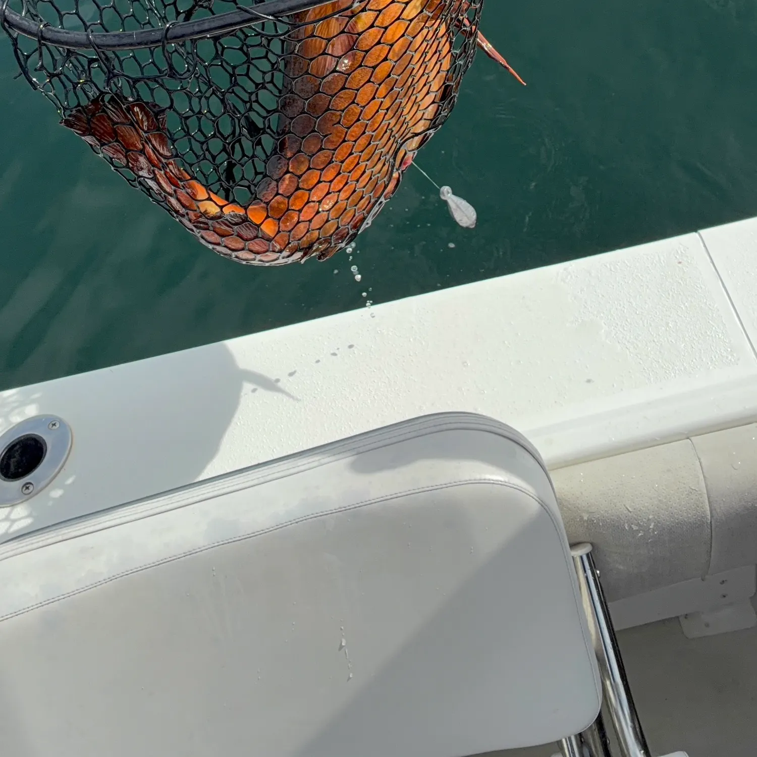 Atlantic cod caught on Fishbrain