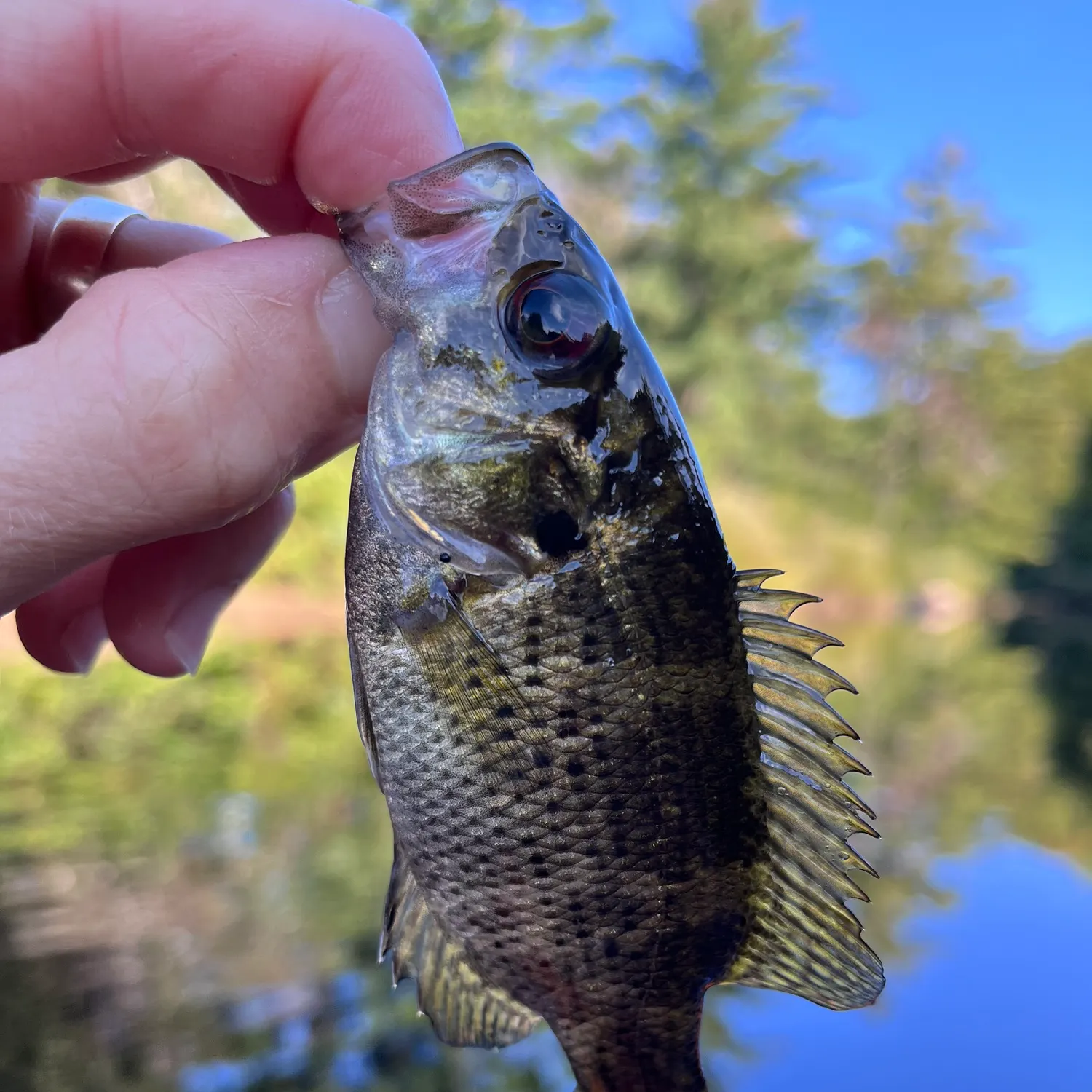 Rock bass caught on Fishbrain