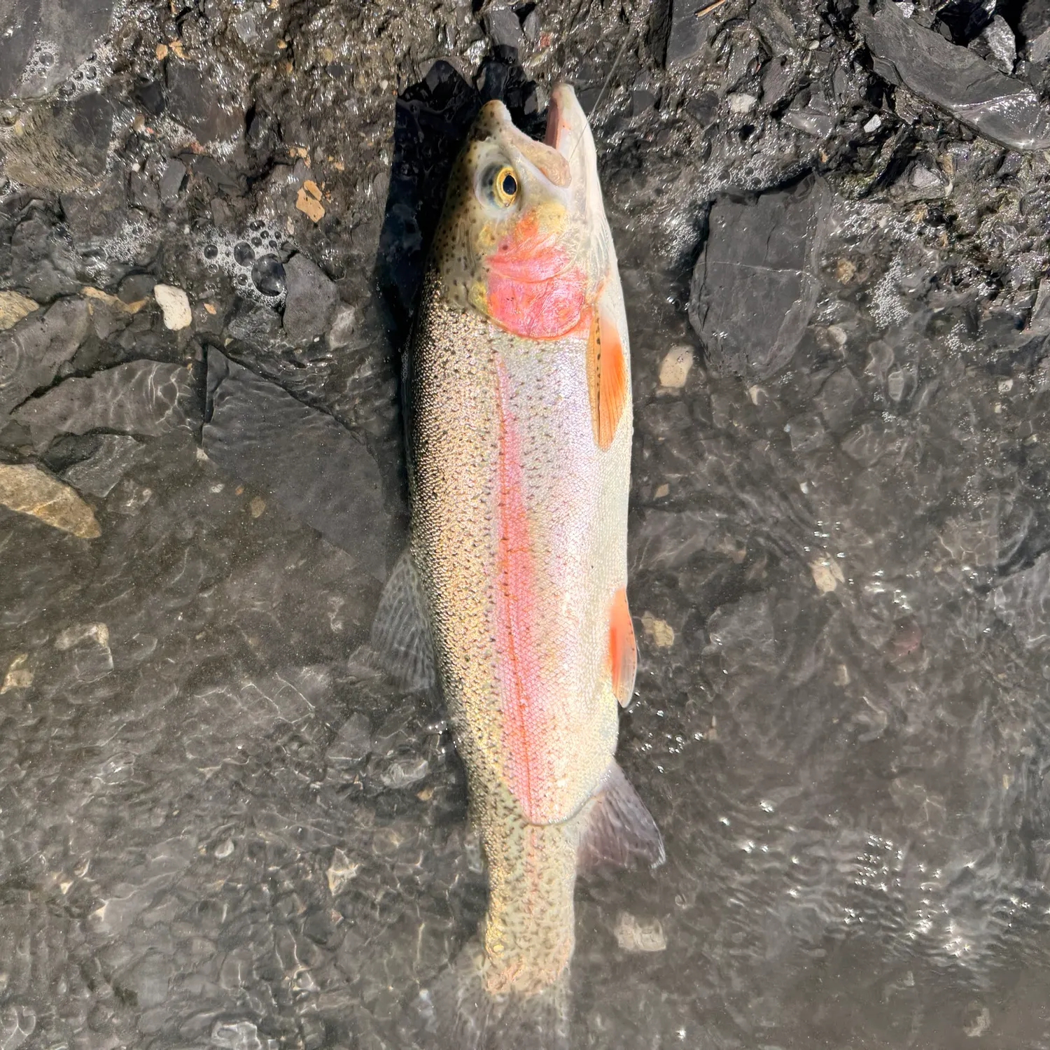 Rainbow trout caught on Fishbrain