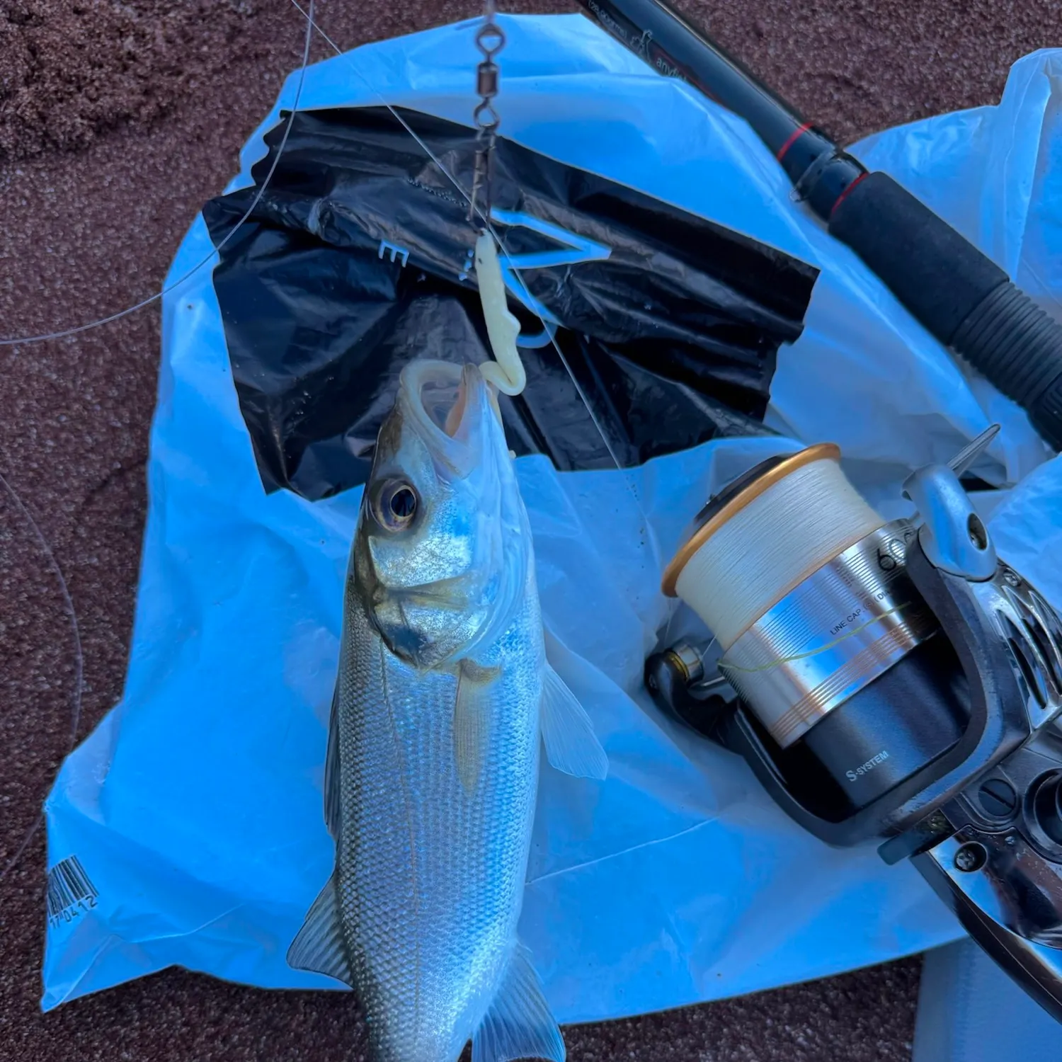 European seabass caught on Fishbrain