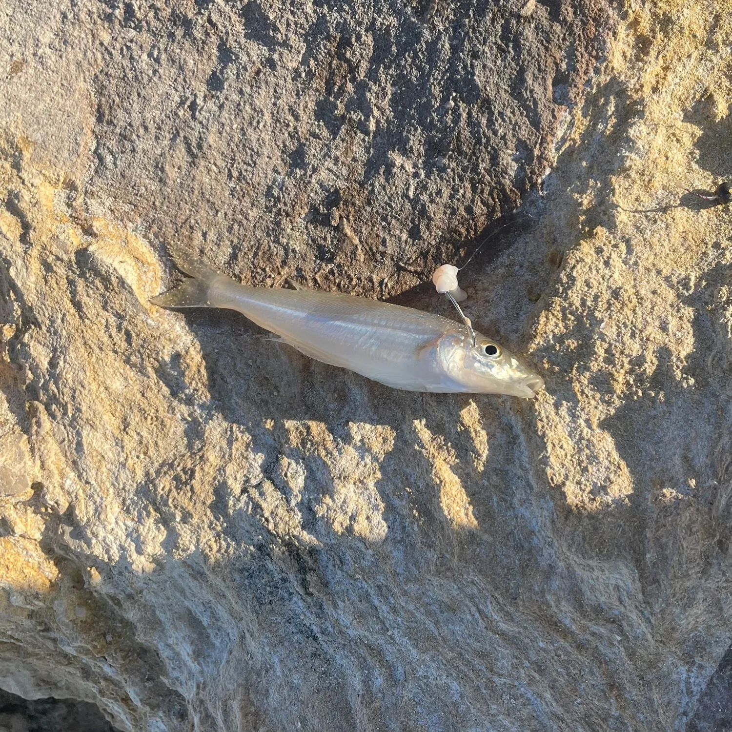 The most recent King George whiting catches on Fishbrain