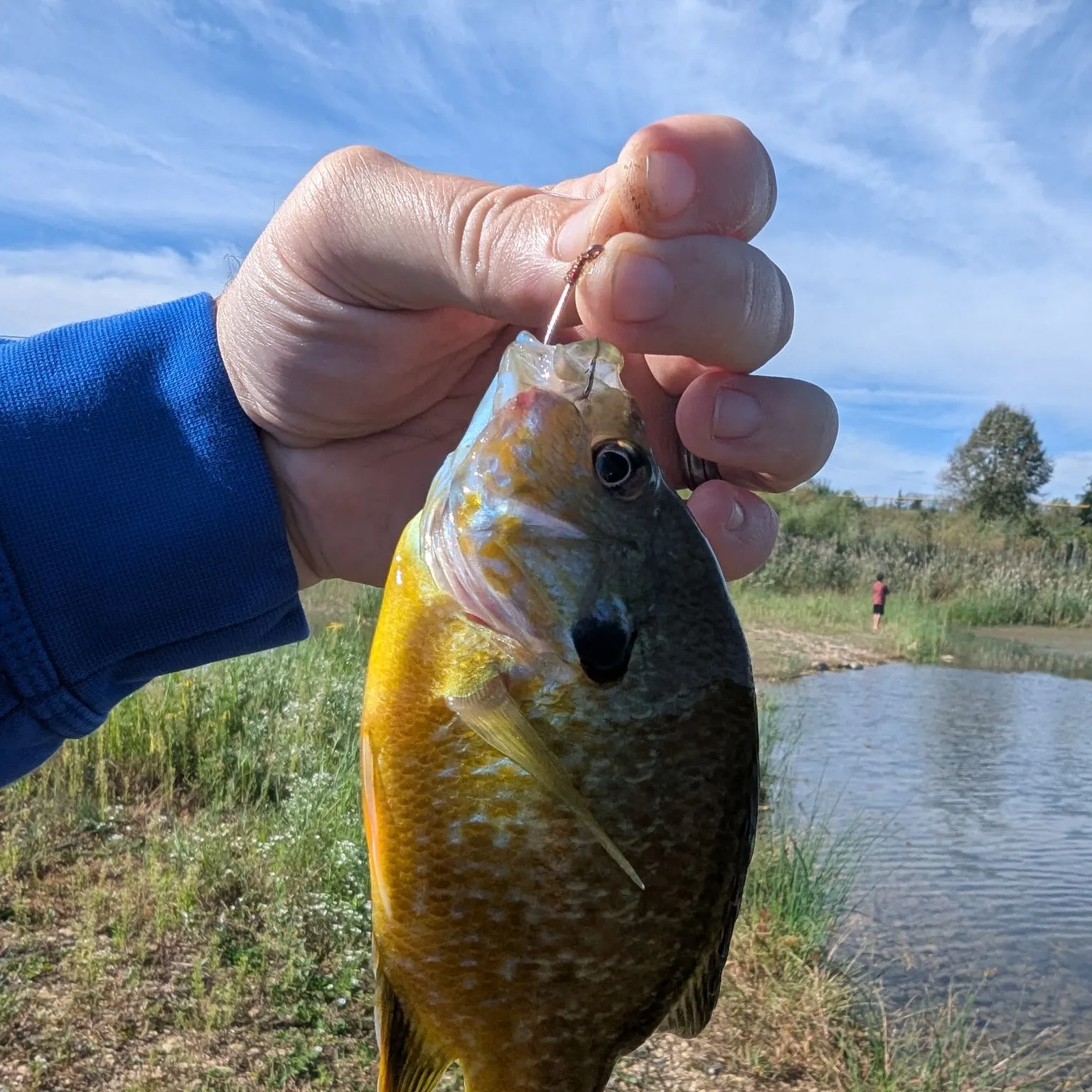 Pumpkinseed caught on Fishbrain