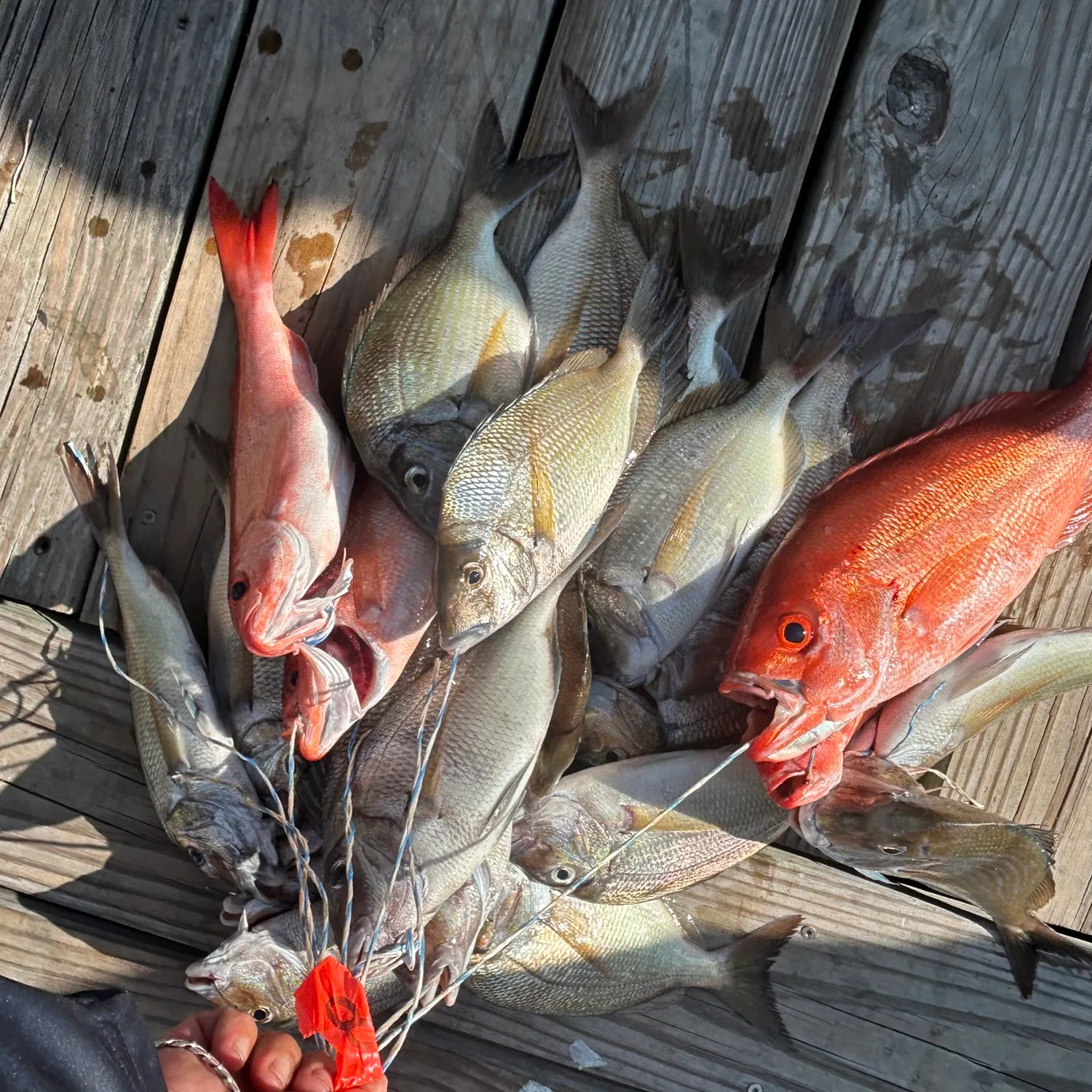 recently logged catches
