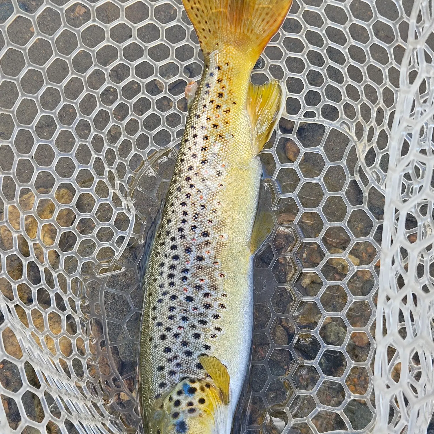 Brown trout caught on Fishbrain