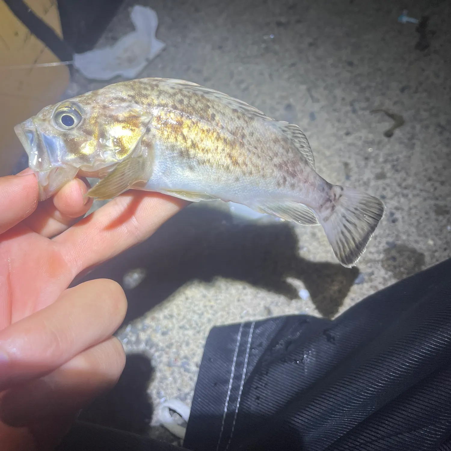 The most recent Japanese white seaperch catches on Fishbrain
