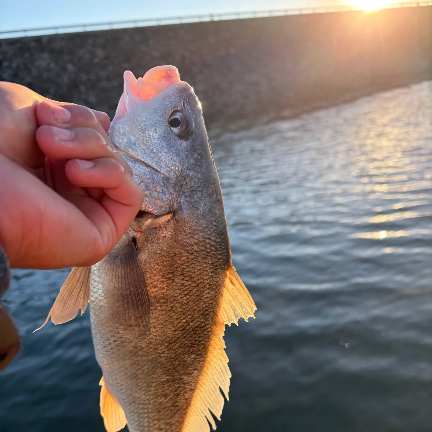 Freshwater drum caught on Fishbrain
