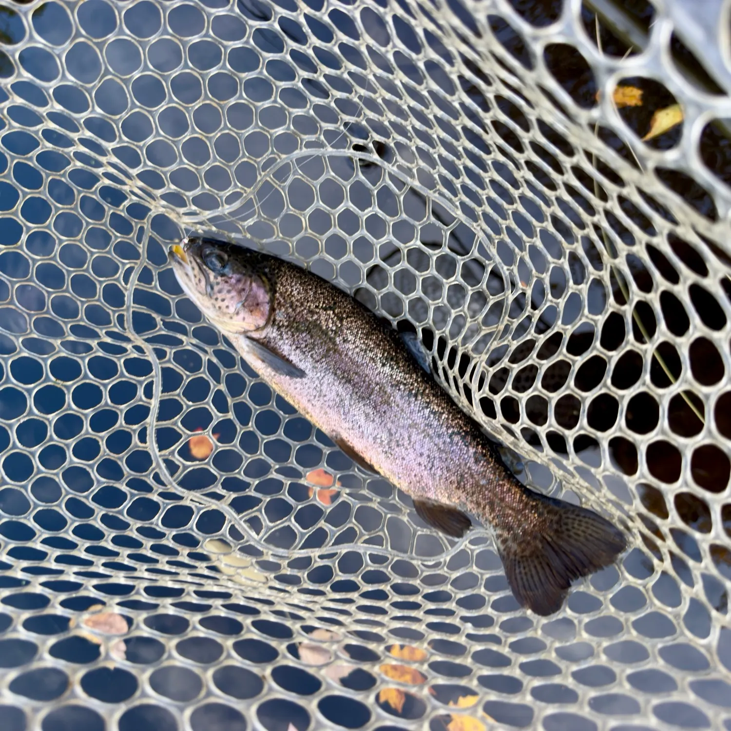 Rainbow trout caught on Fishbrain