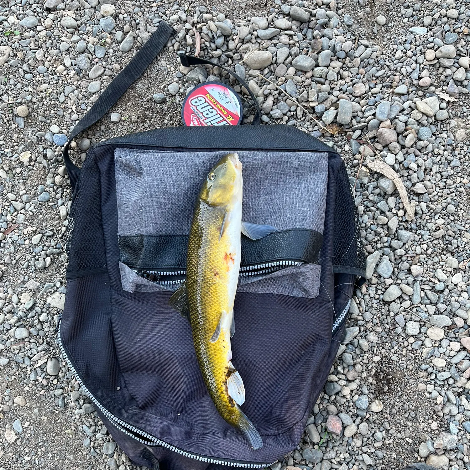 The most recent Sacramento sucker catches on Fishbrain