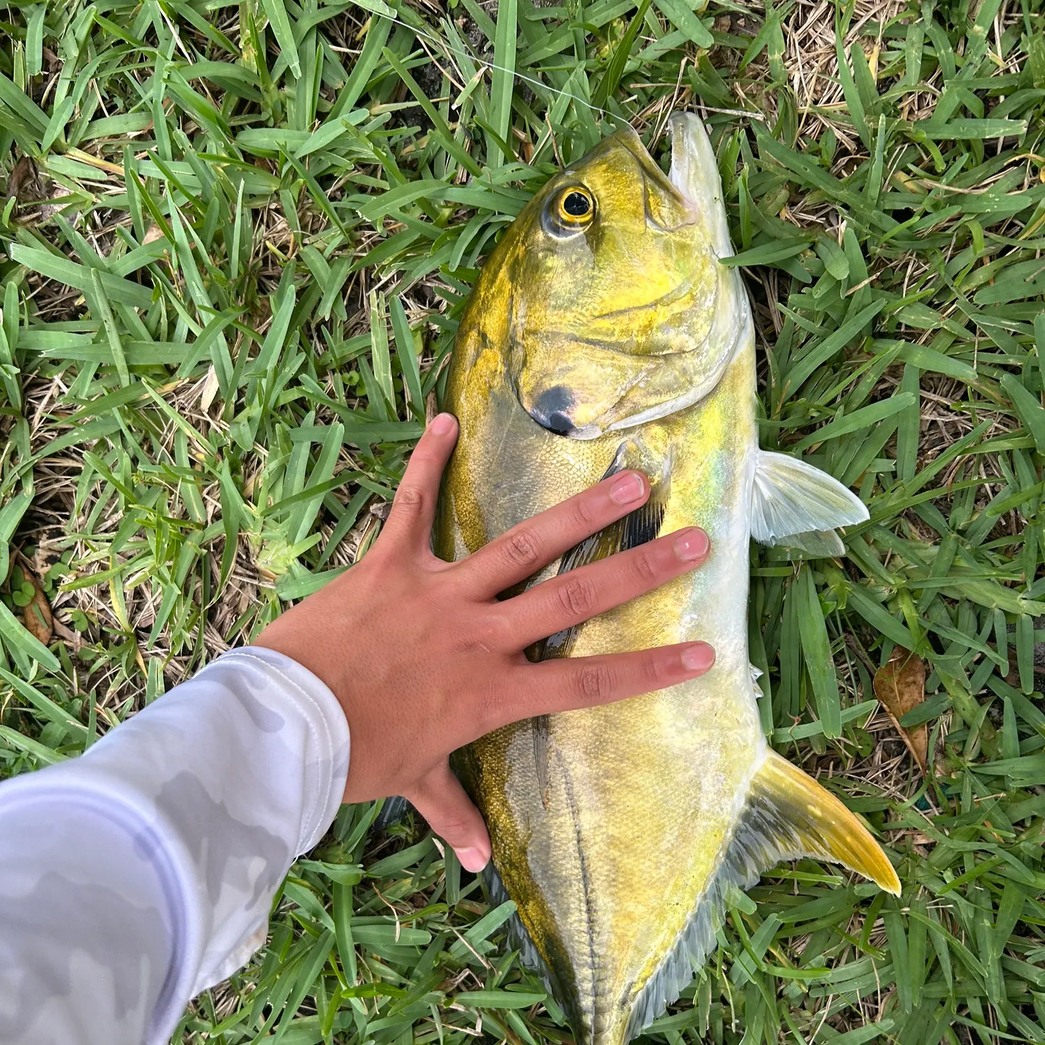 Crevalle jack caught on Fishbrain