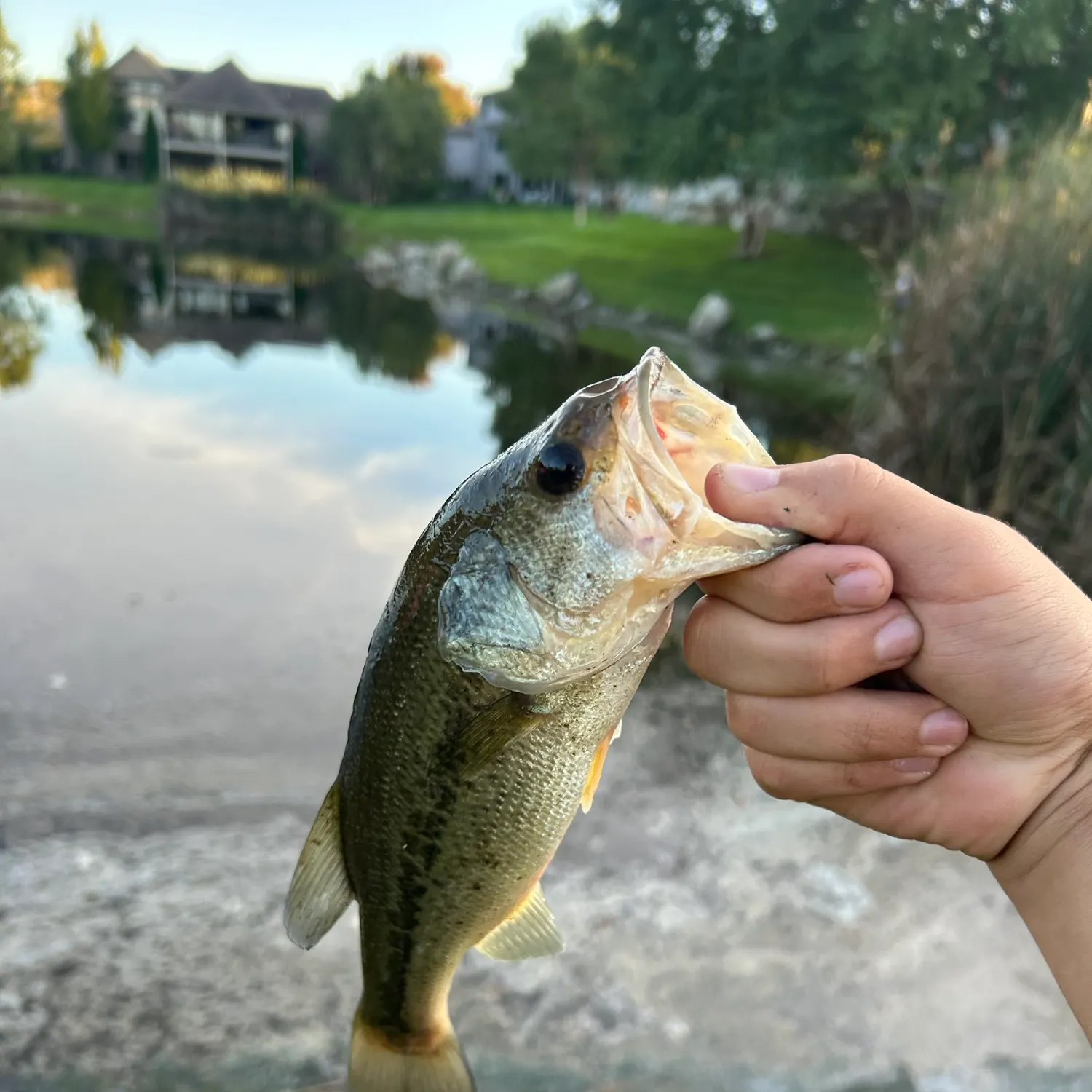 The most recent Largemouth bass catches on Fishbrain