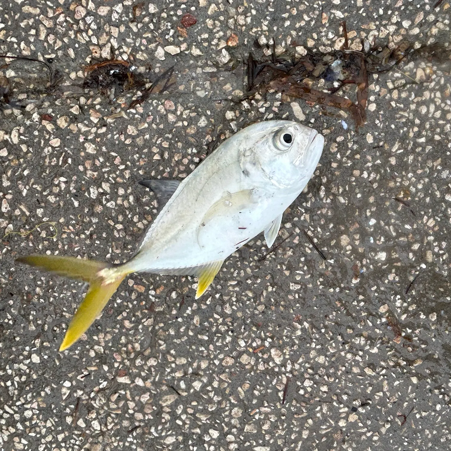 The most recent Crevalle jack catches on Fishbrain