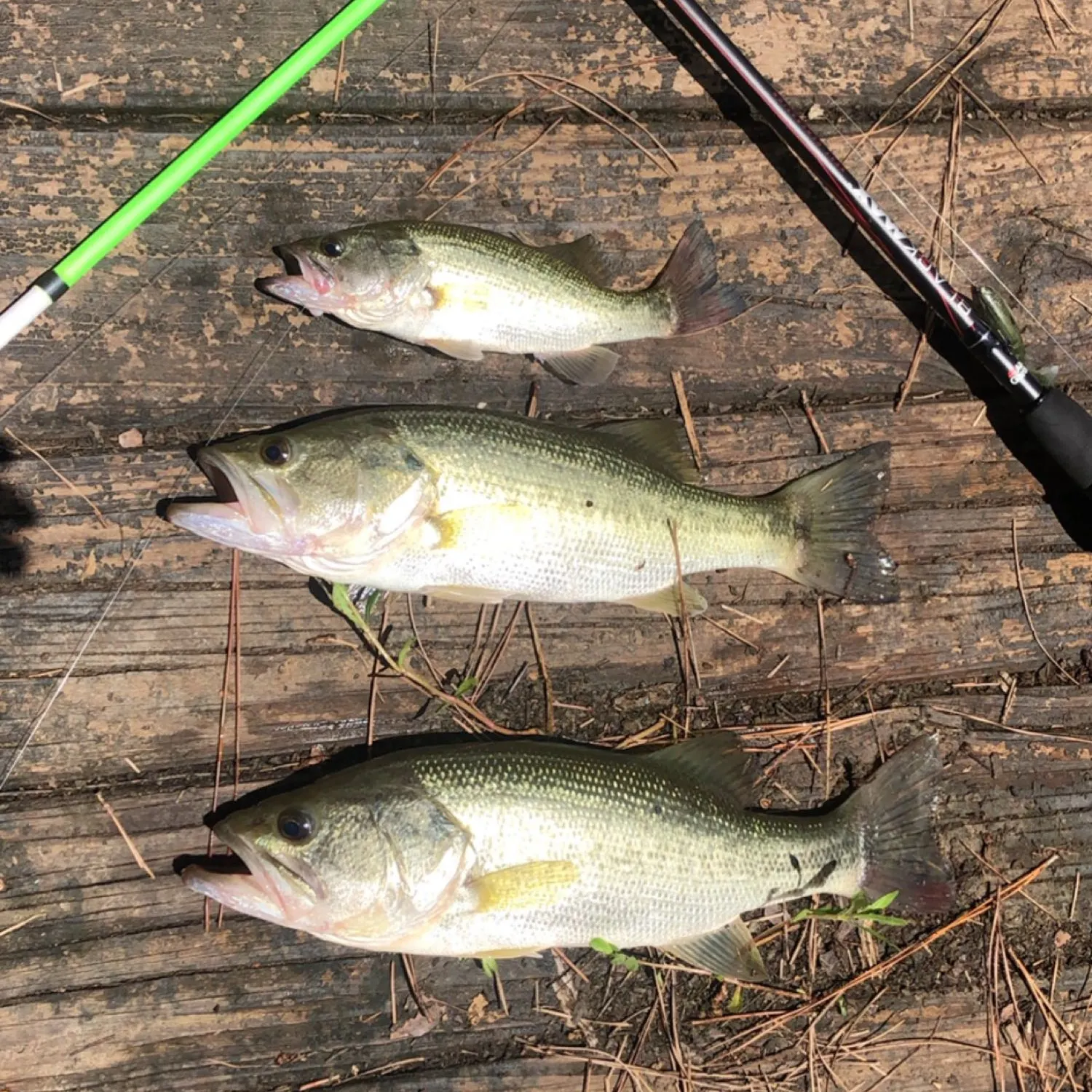 recently logged catches