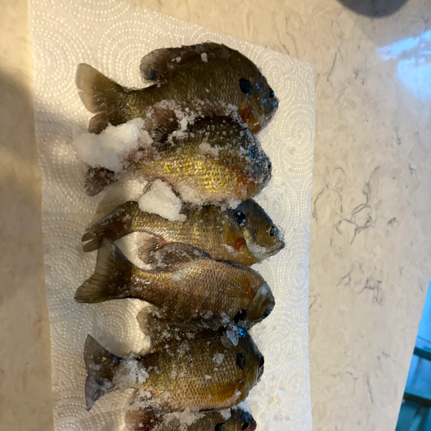 recently logged catches