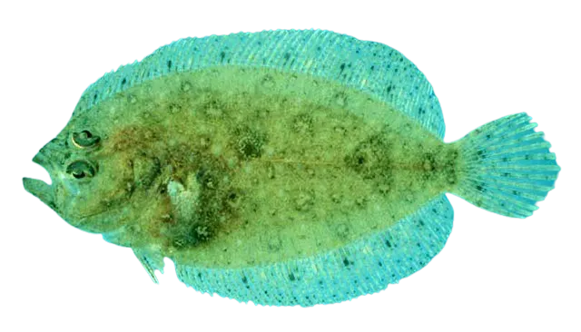 Ragged flounder