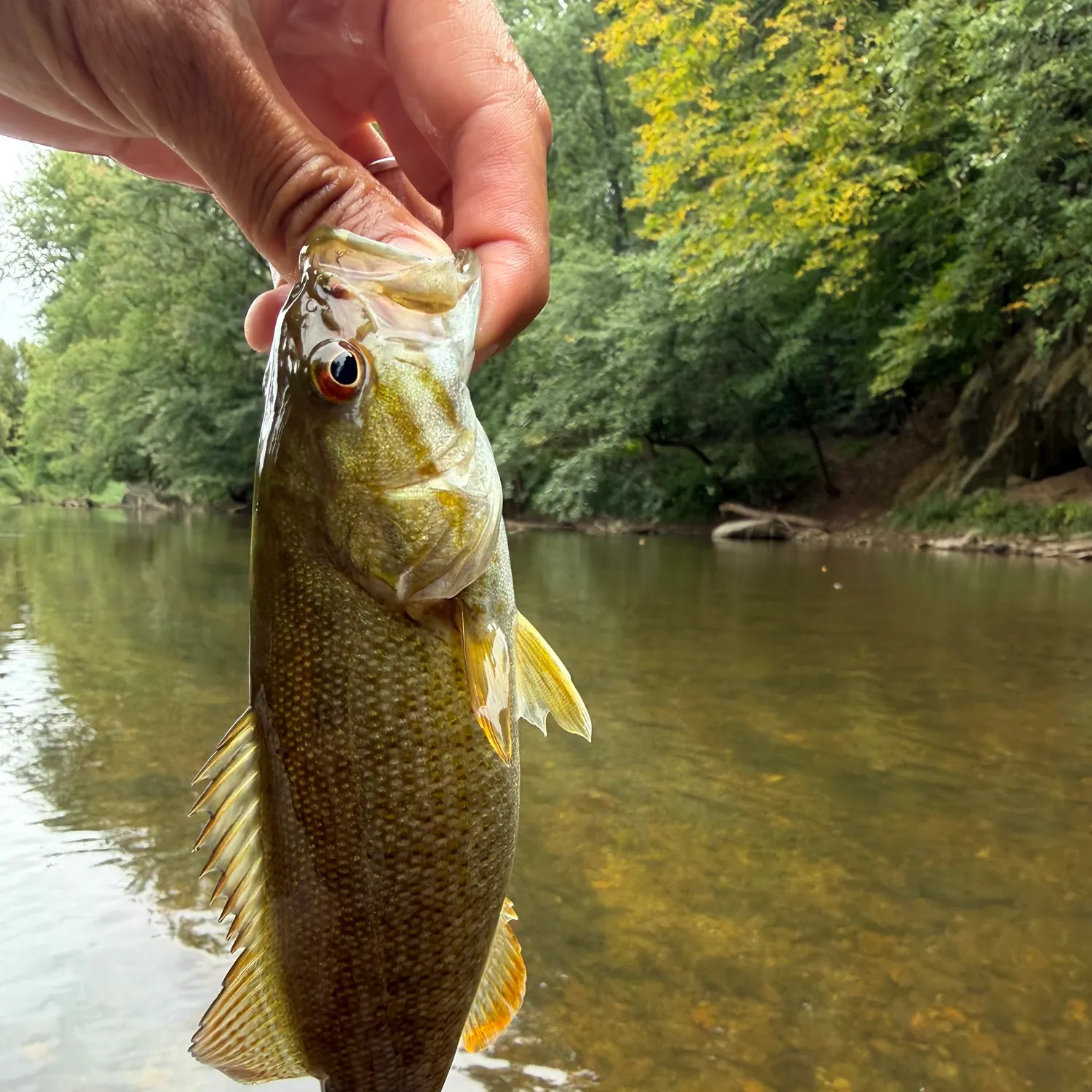 Smallmouth bass caught on Fishbrain