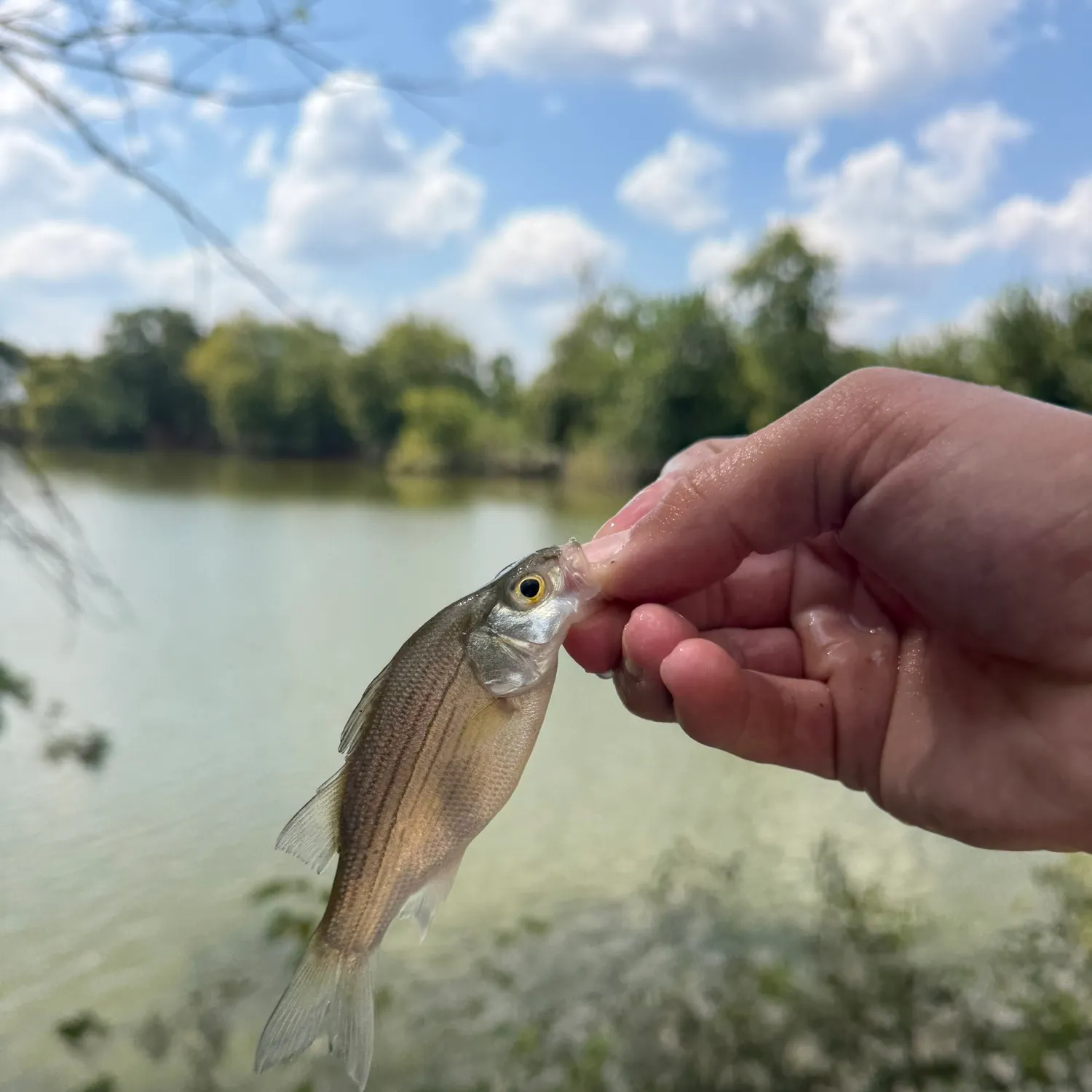 White bass caught on Fishbrain
