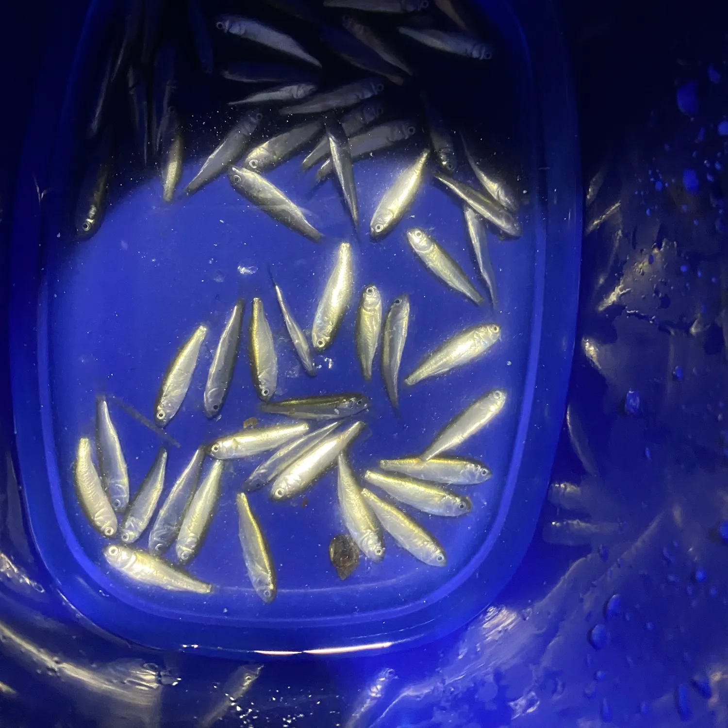 The most recent Blackspotted topminnow catches on Fishbrain