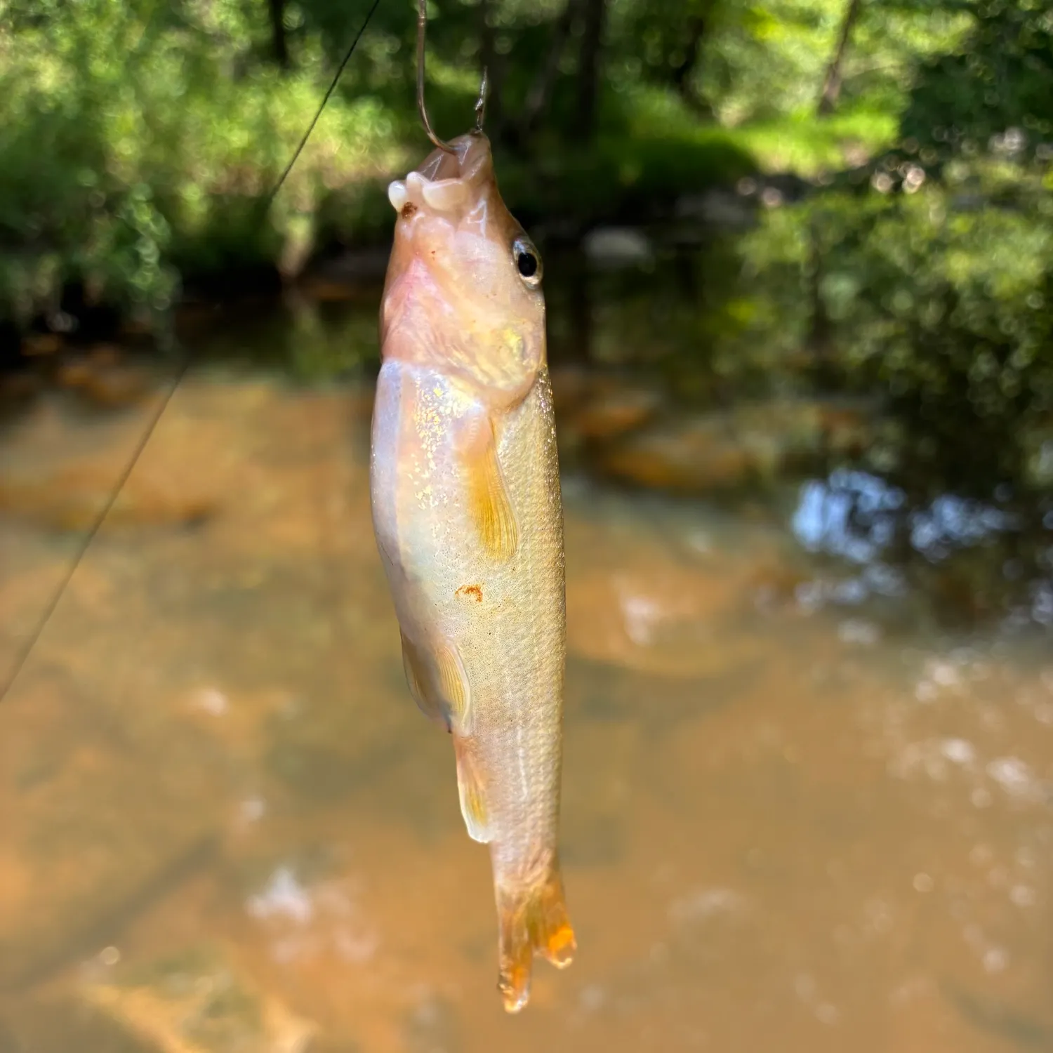Cutlips minnow caught on Fishbrain