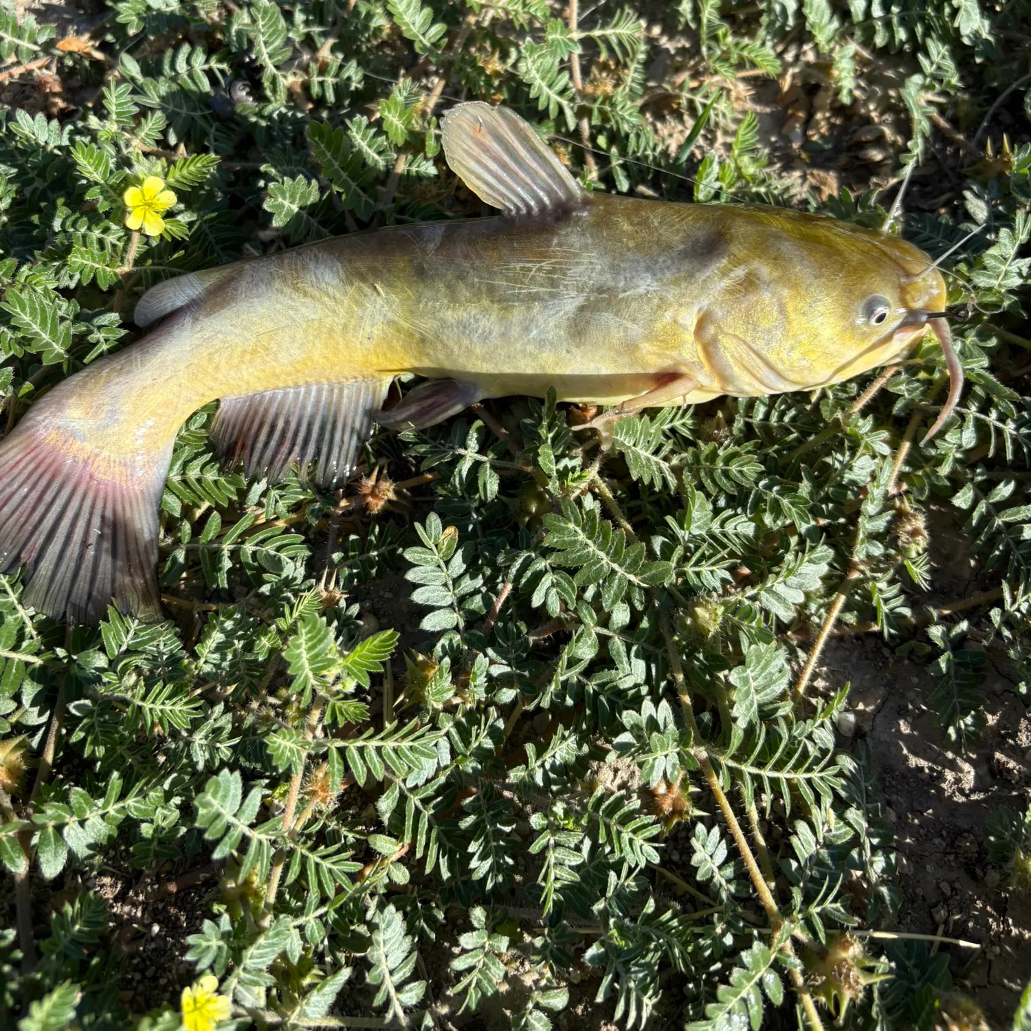 Yellow bullhead caught on Fishbrain