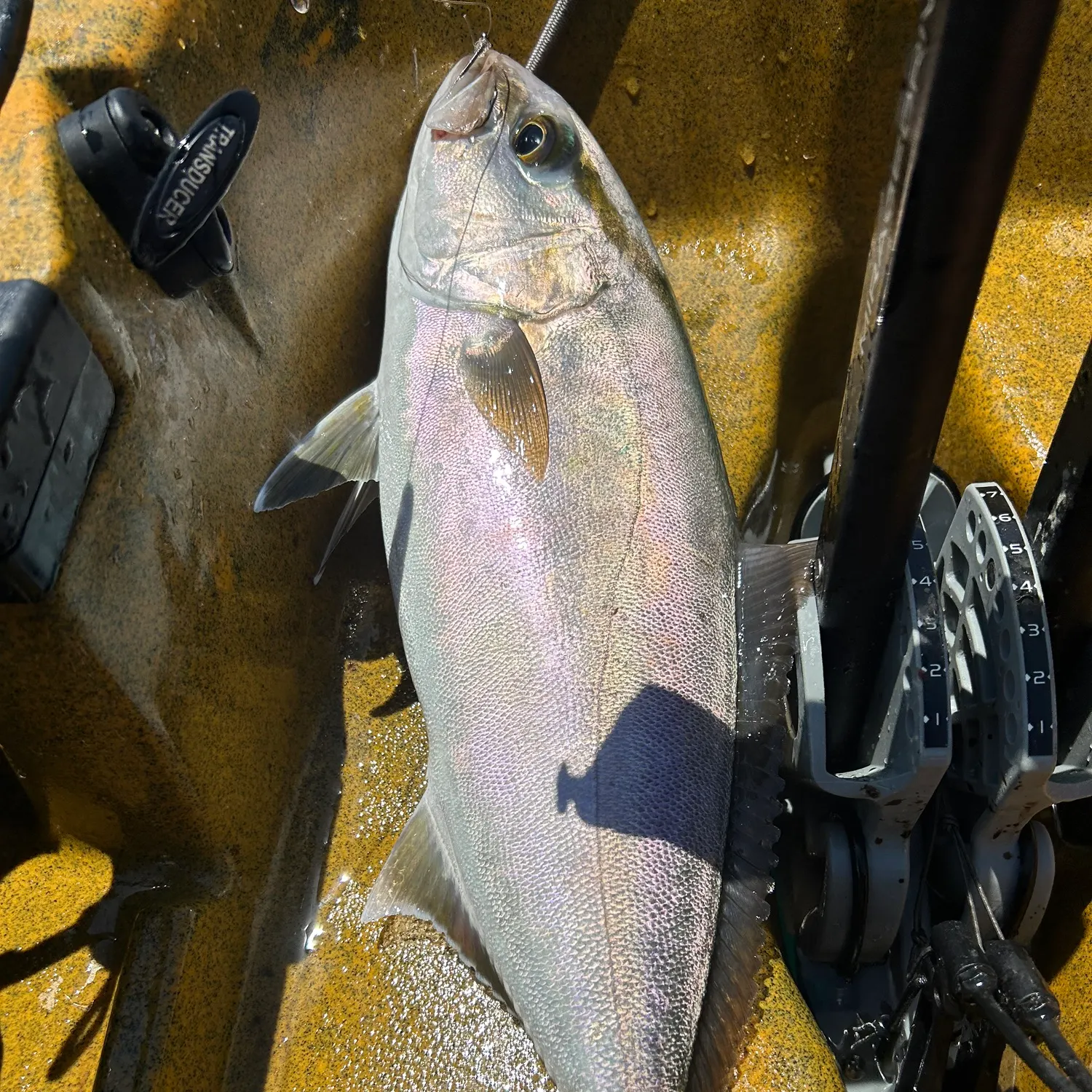 The most recent Lesser amberjack catches on Fishbrain