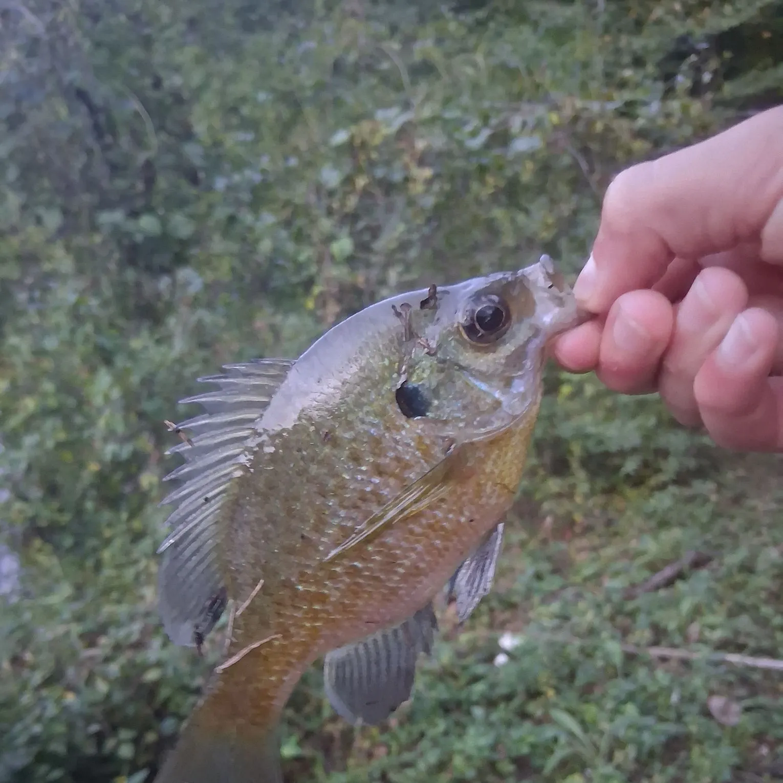 Bluegill caught on Fishbrain