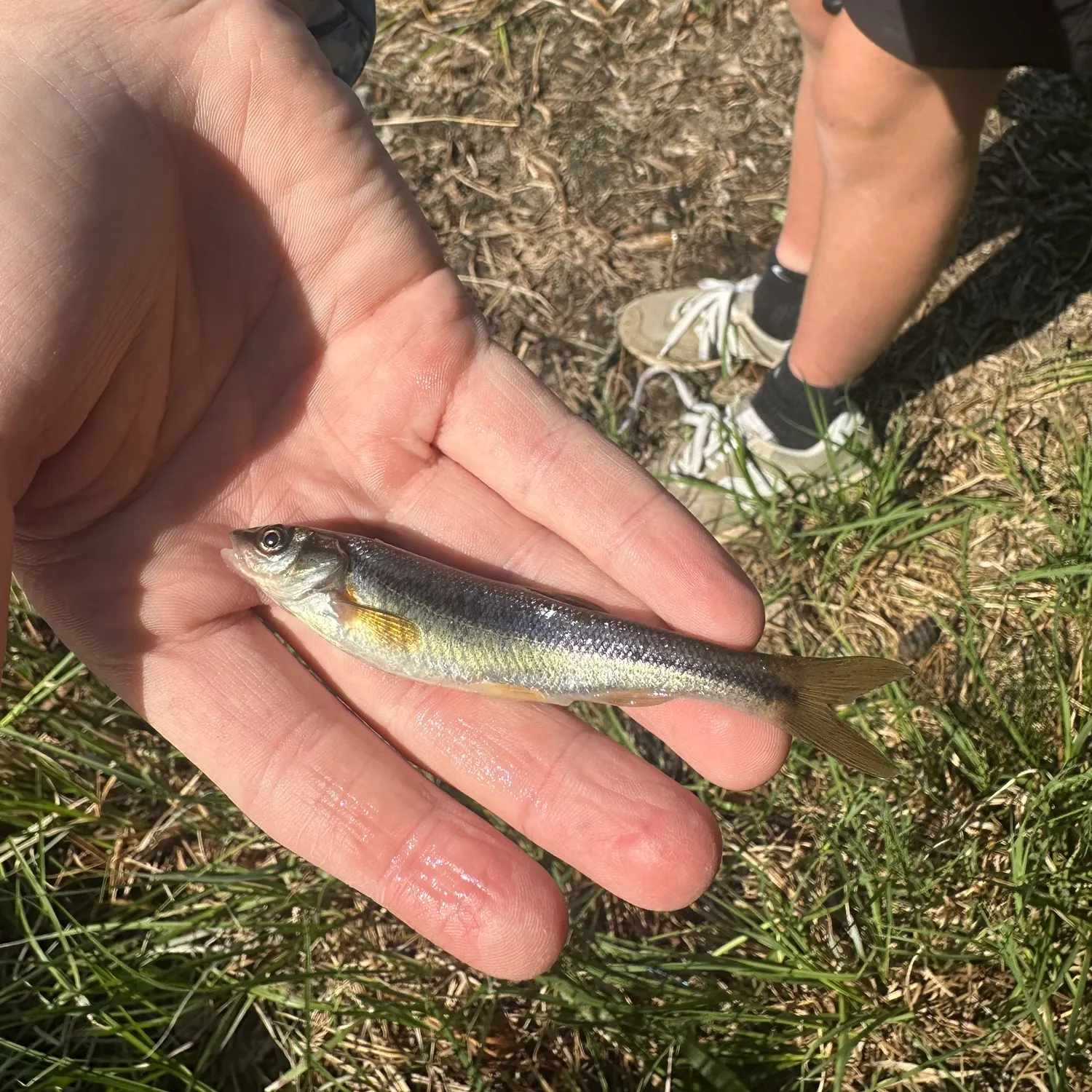 The most recent Lake chub catches on Fishbrain