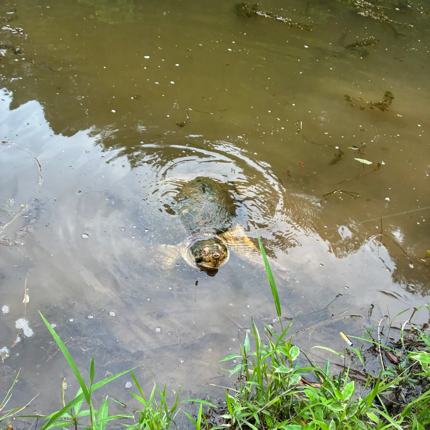 The most recent Common snapping turtle catches on Fishbrain