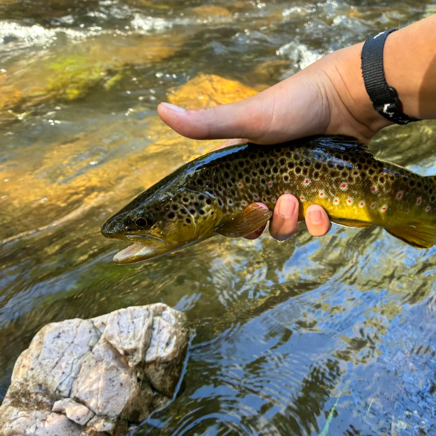 Brown trout caught on Fishbrain