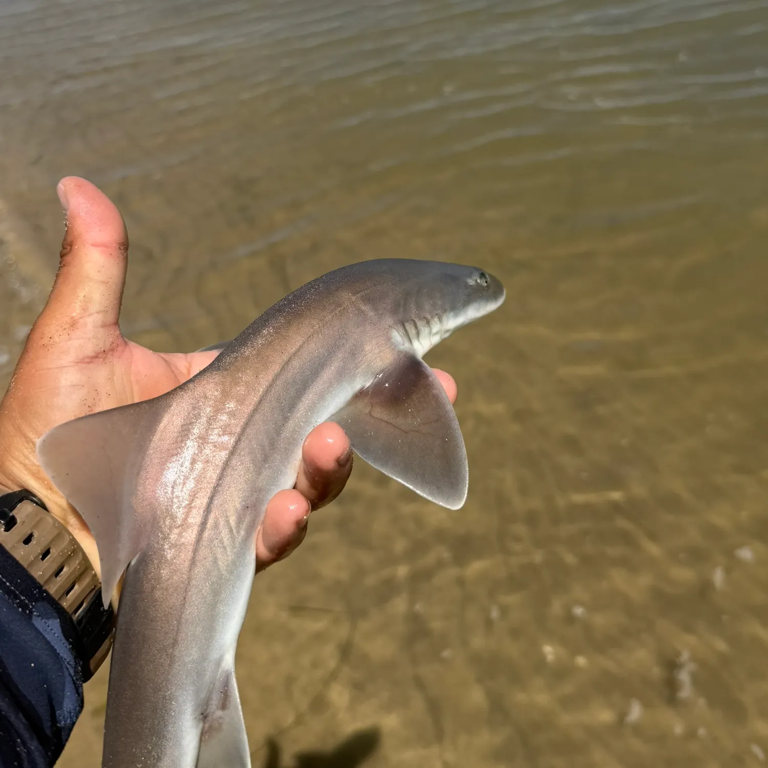 The most recent Grey smooth-hound catches on Fishbrain