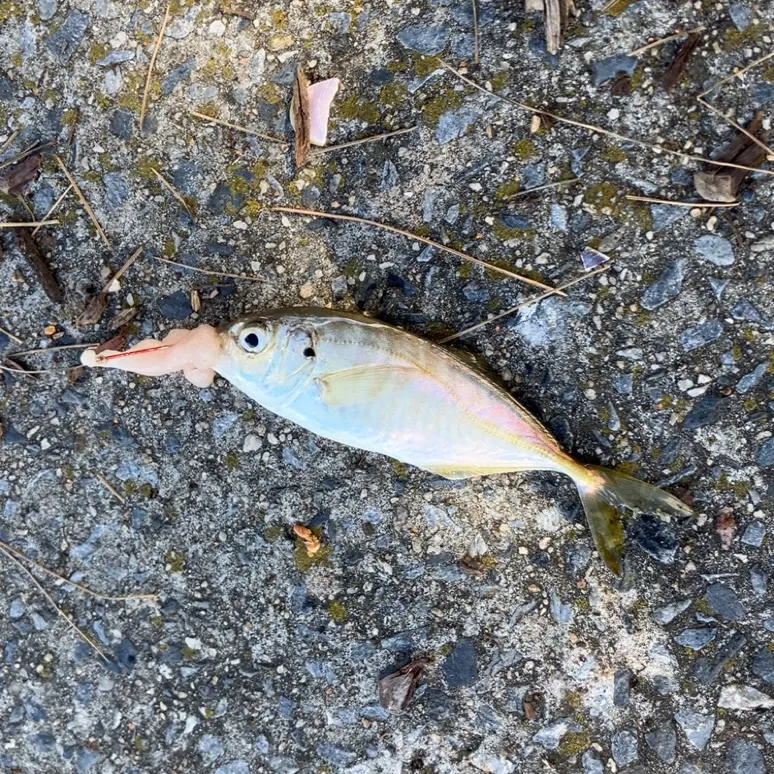 The most recent Yellowtail scad catches on Fishbrain