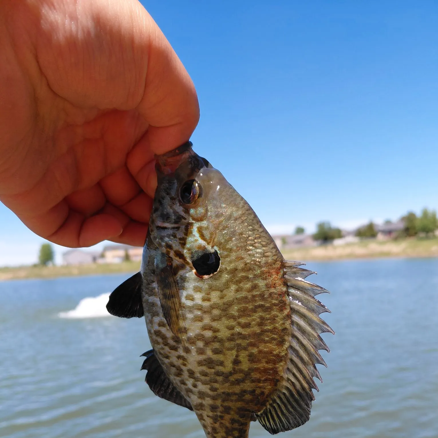 The most recent Redear sunfish catches on Fishbrain