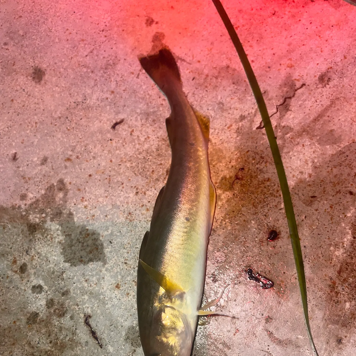 The most recent Saffron cod catches on Fishbrain