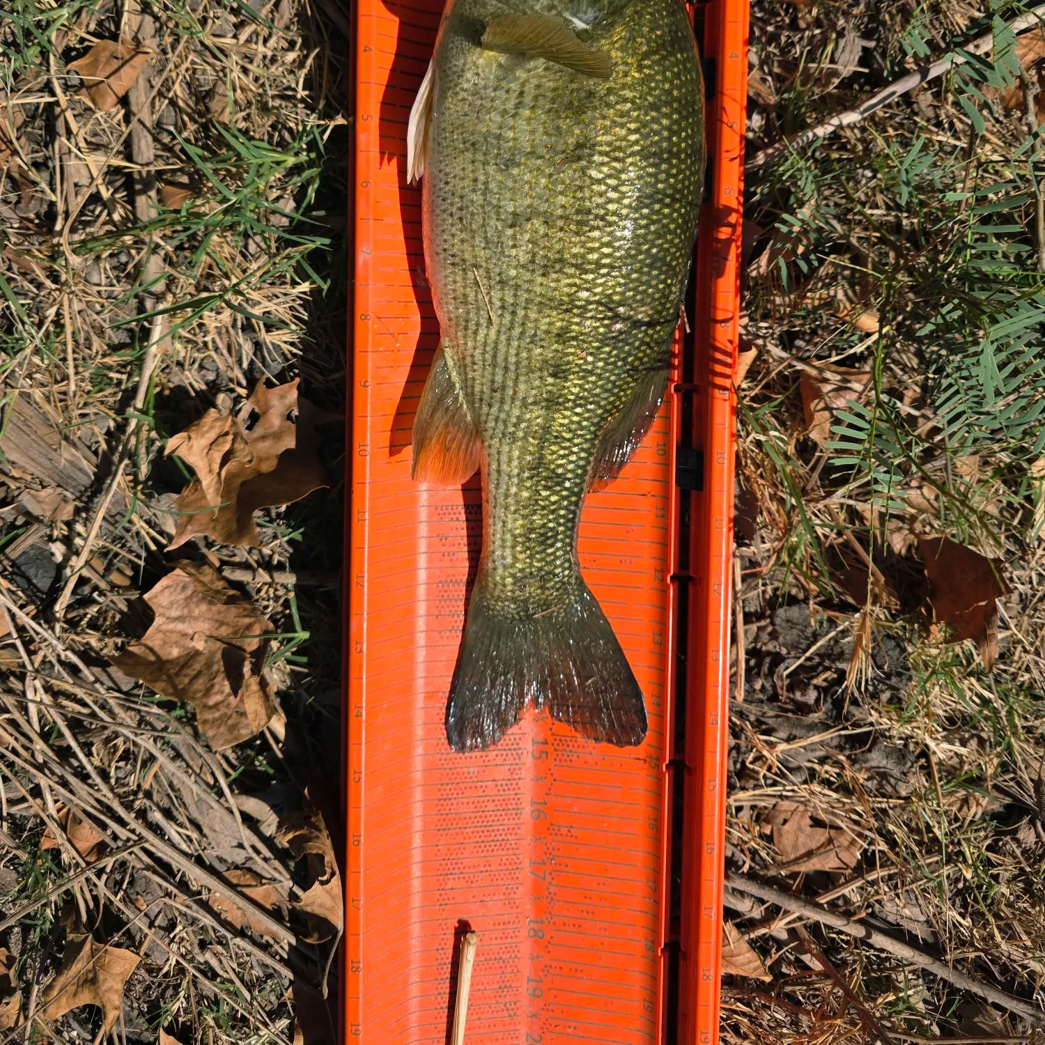 Guadalupe bass caught on Fishbrain