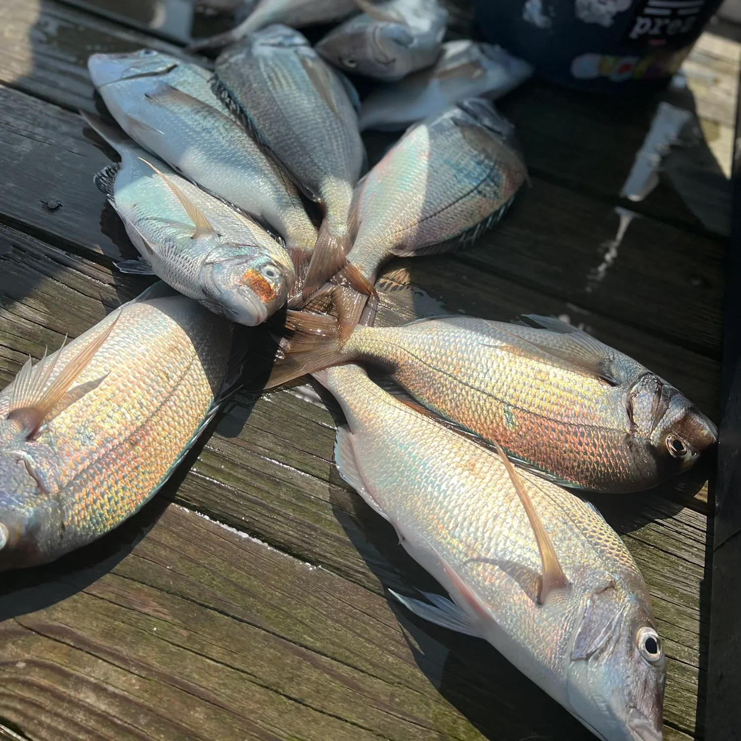 Scup caught on Fishbrain