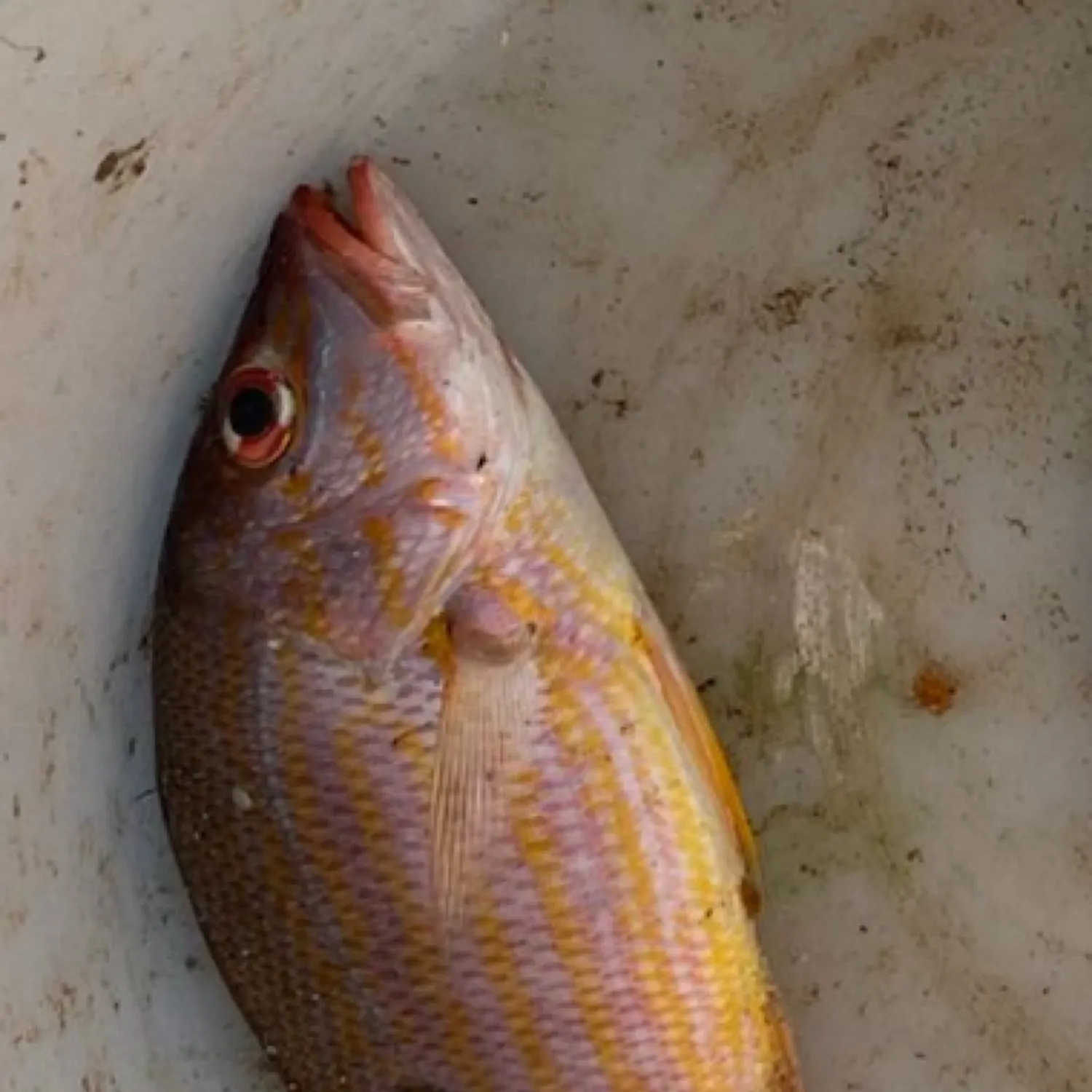 The most recent Lane snapper catches on Fishbrain