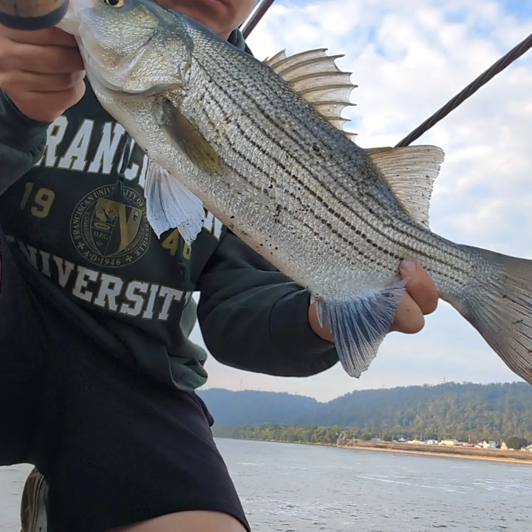 Wiper caught on Fishbrain