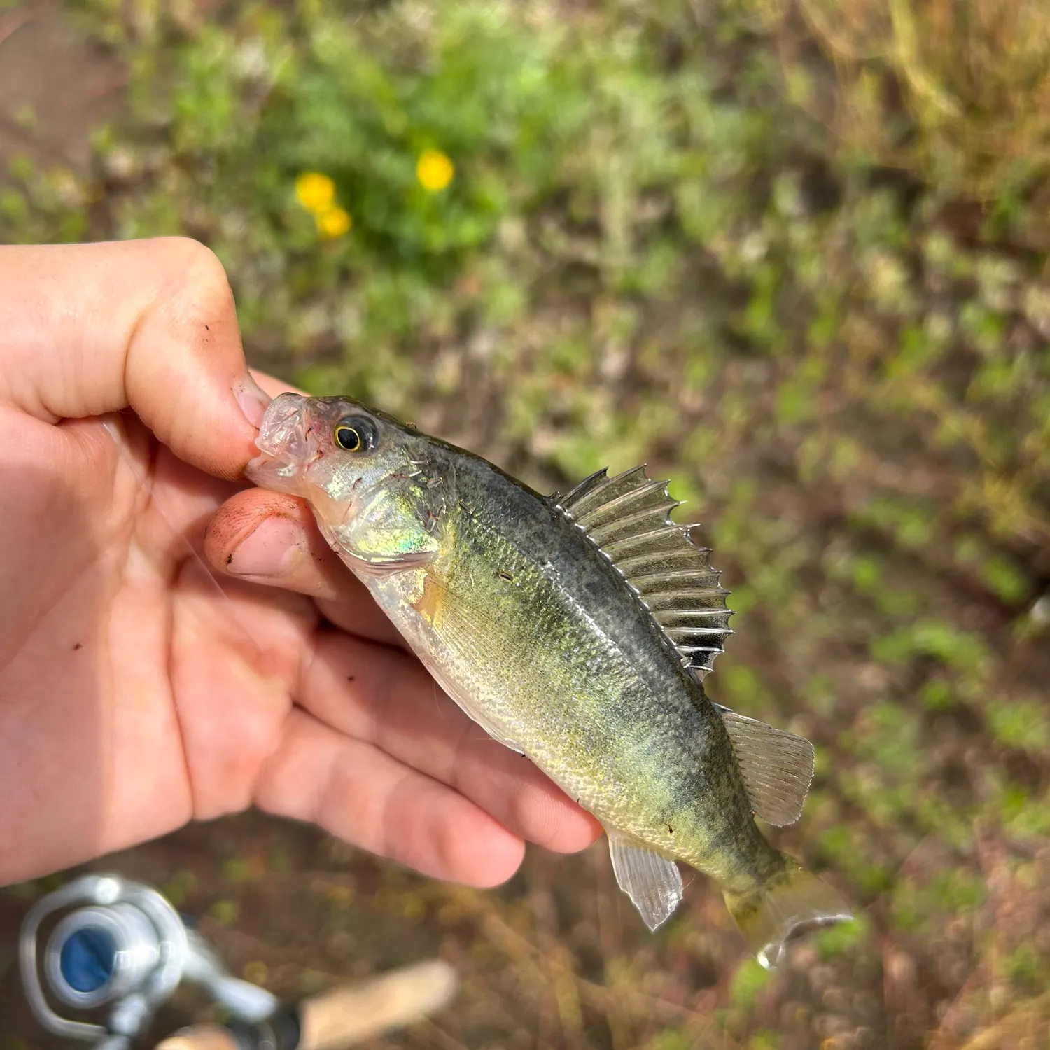 Yellow perch caught on Fishbrain