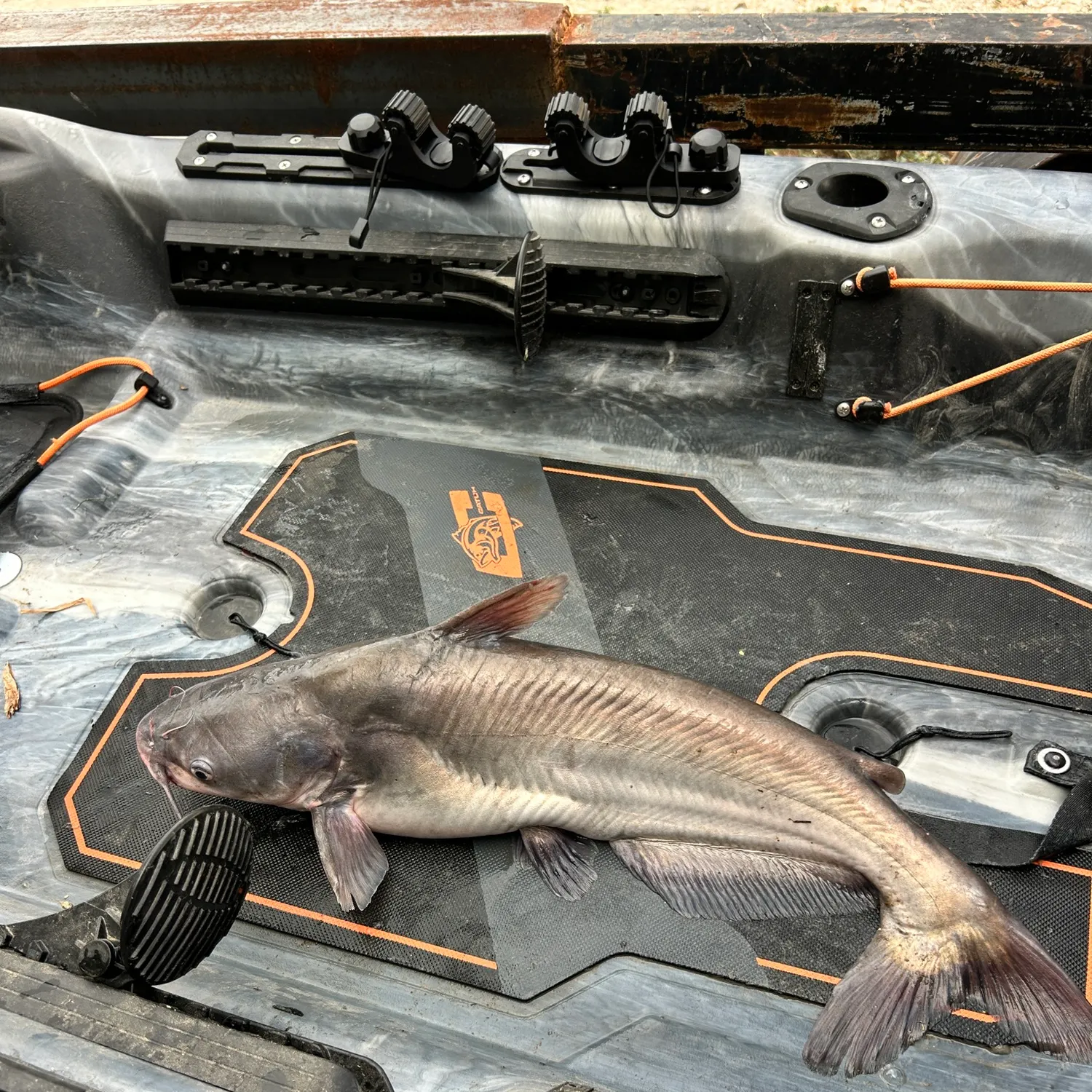 Fish caught on Fishbrain
