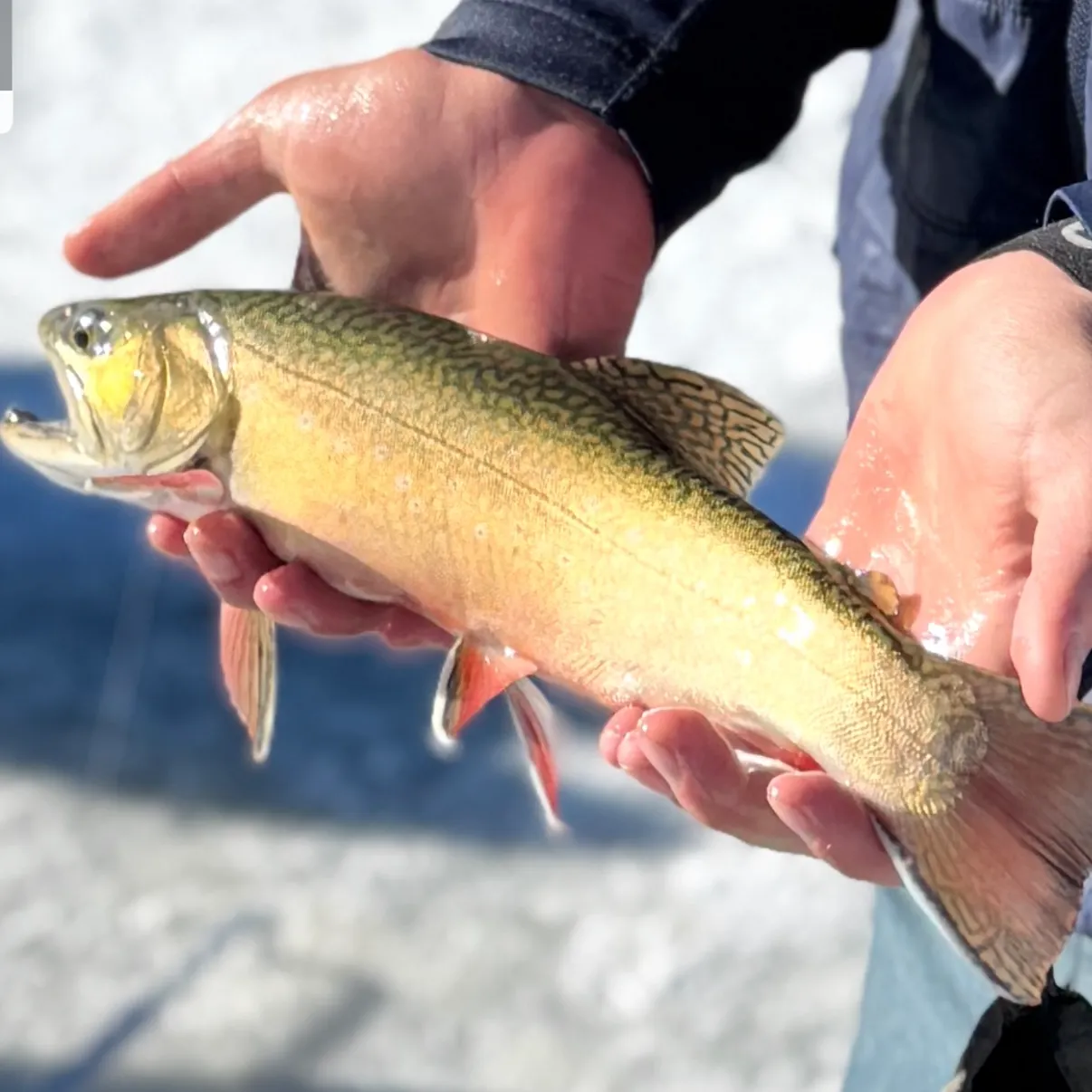 The most recent Greenback cutthroat trout catches on Fishbrain
