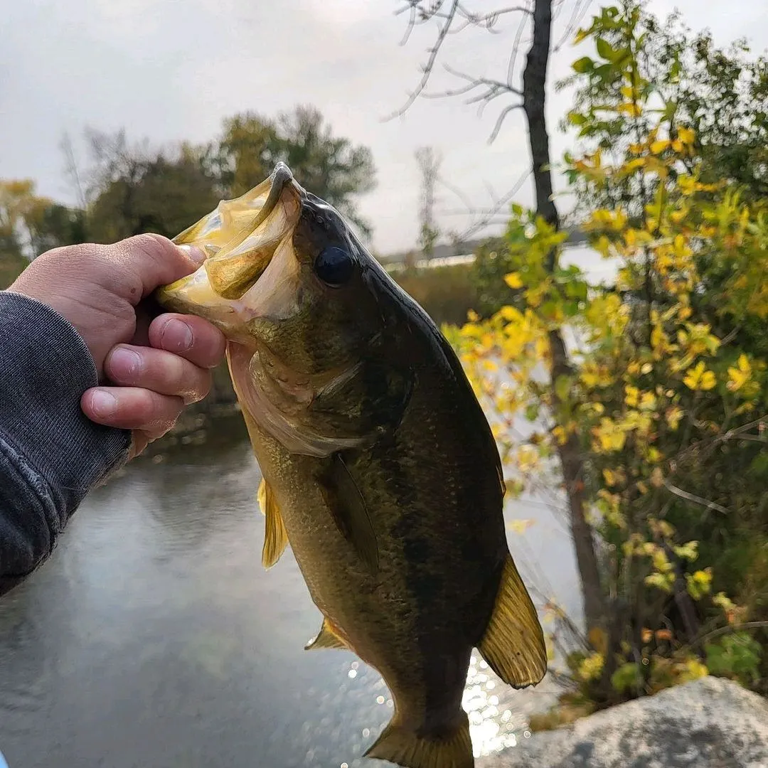 The most recent Largemouth bass catches on Fishbrain