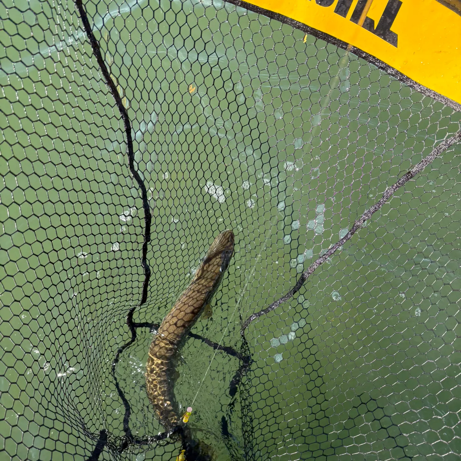 Northern pike caught on Fishbrain