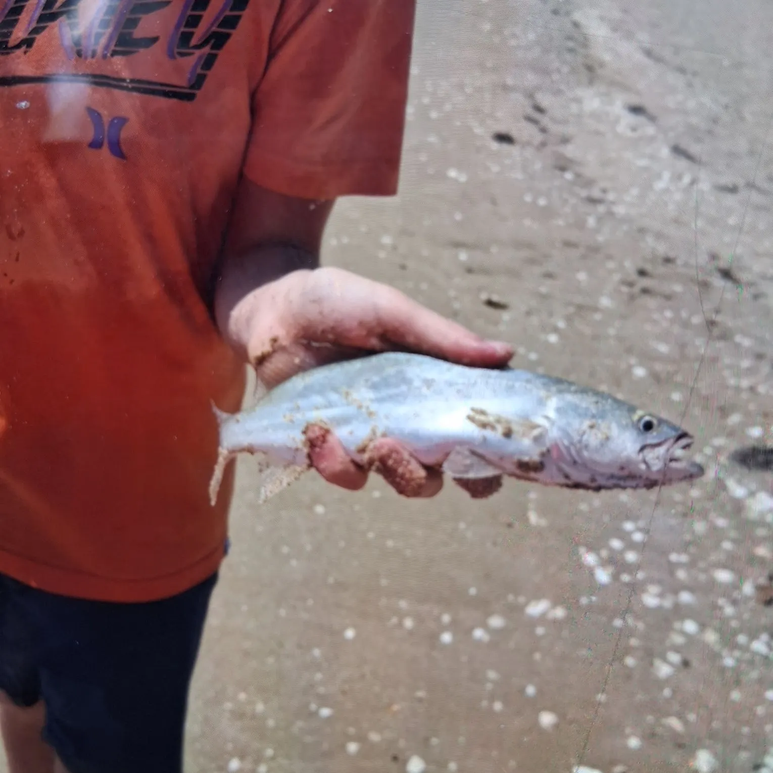 The most recent Frigate tuna catches on Fishbrain