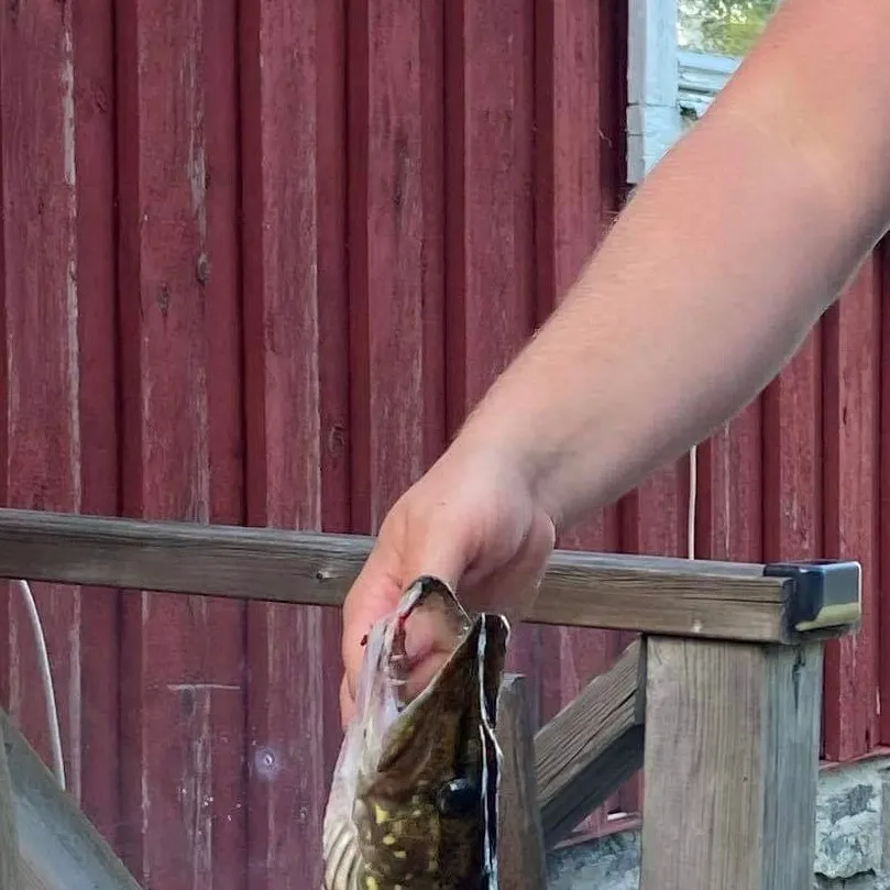 Northern pike caught on Fishbrain
