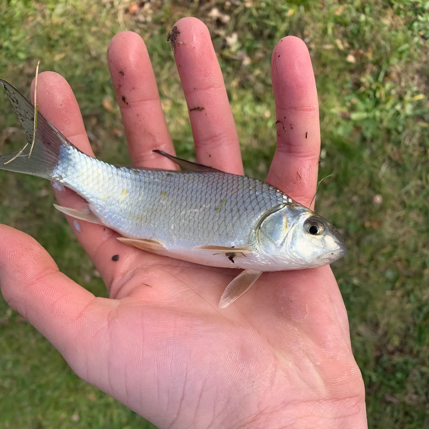 The most recent River carpsucker catches on Fishbrain