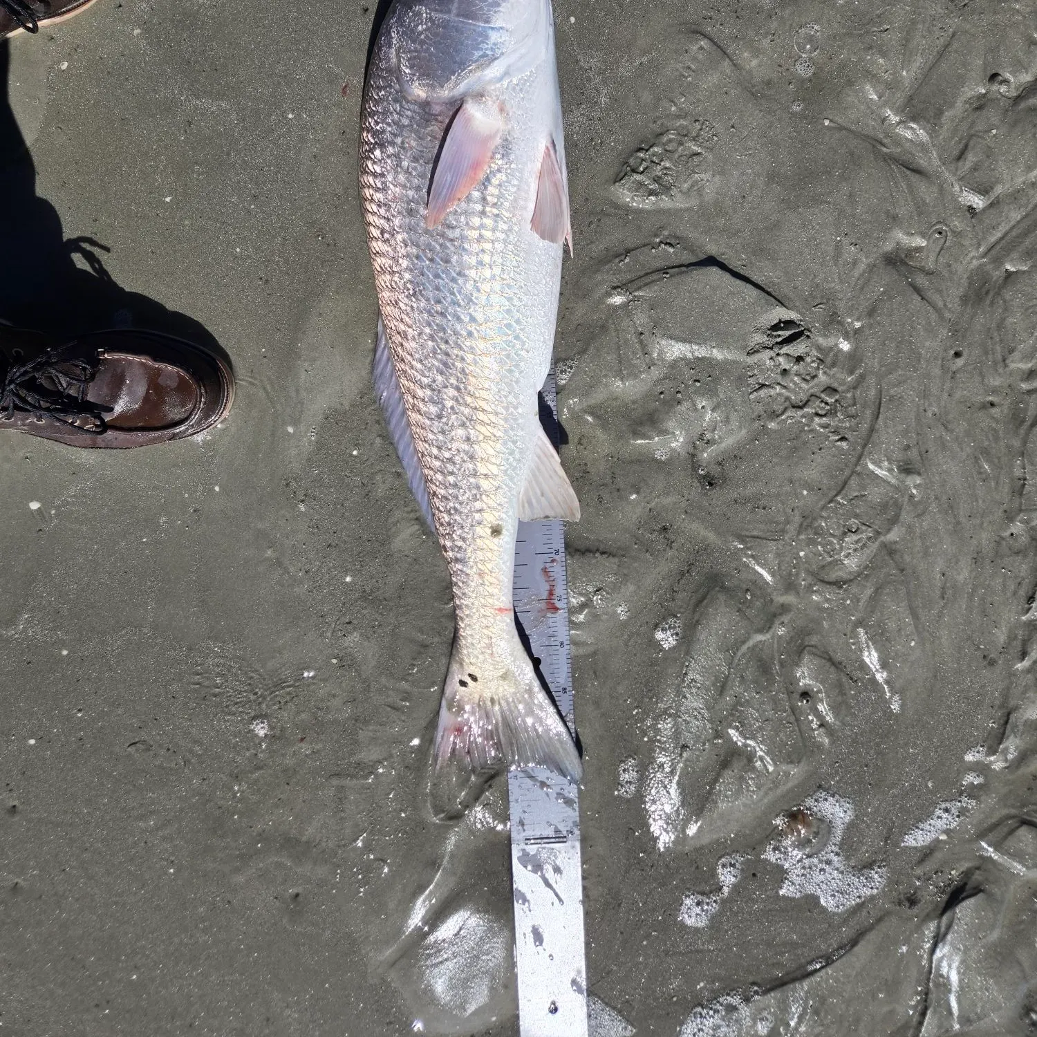 Red drum caught on Fishbrain
